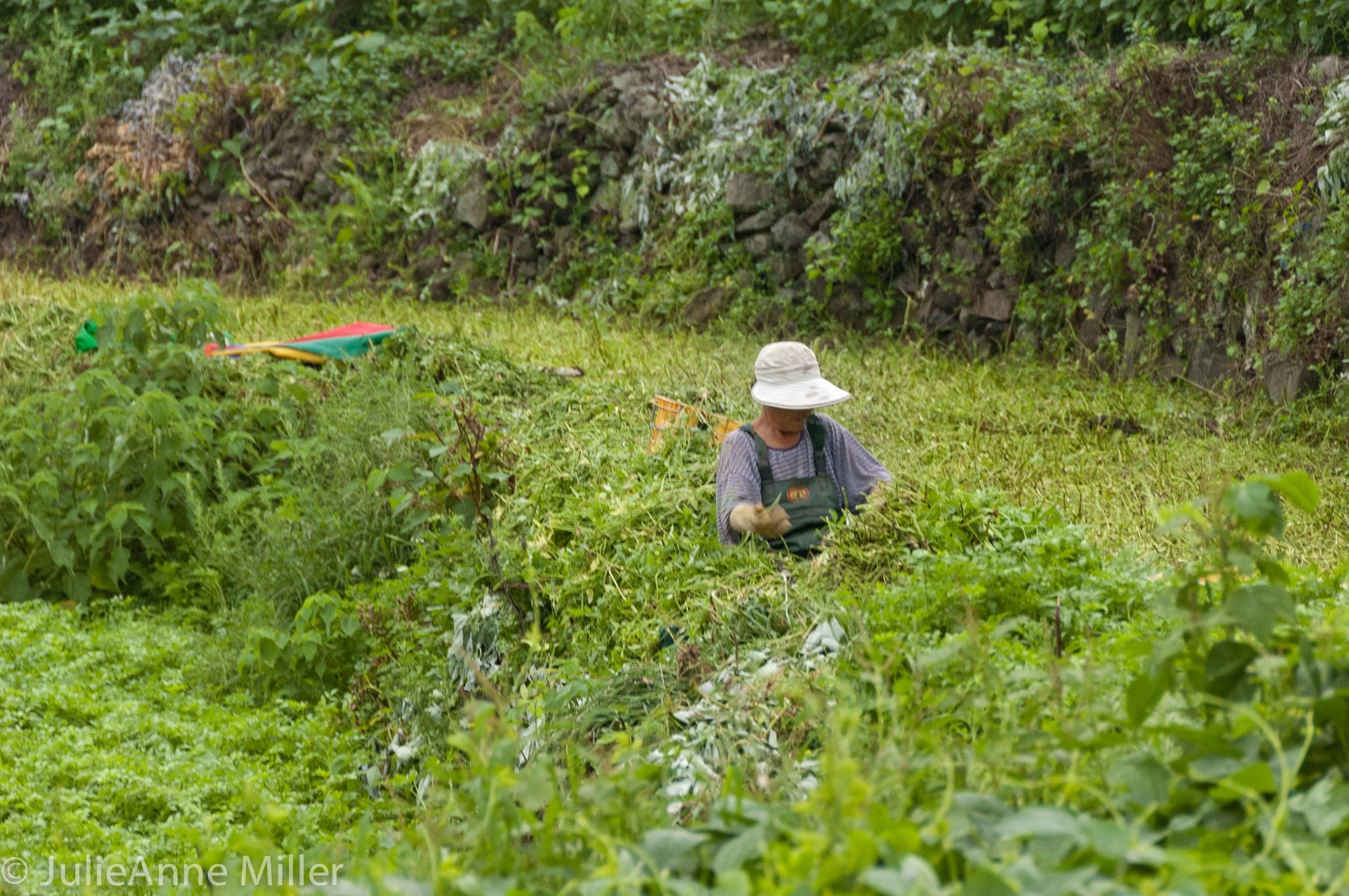 watercress farmer.jpg