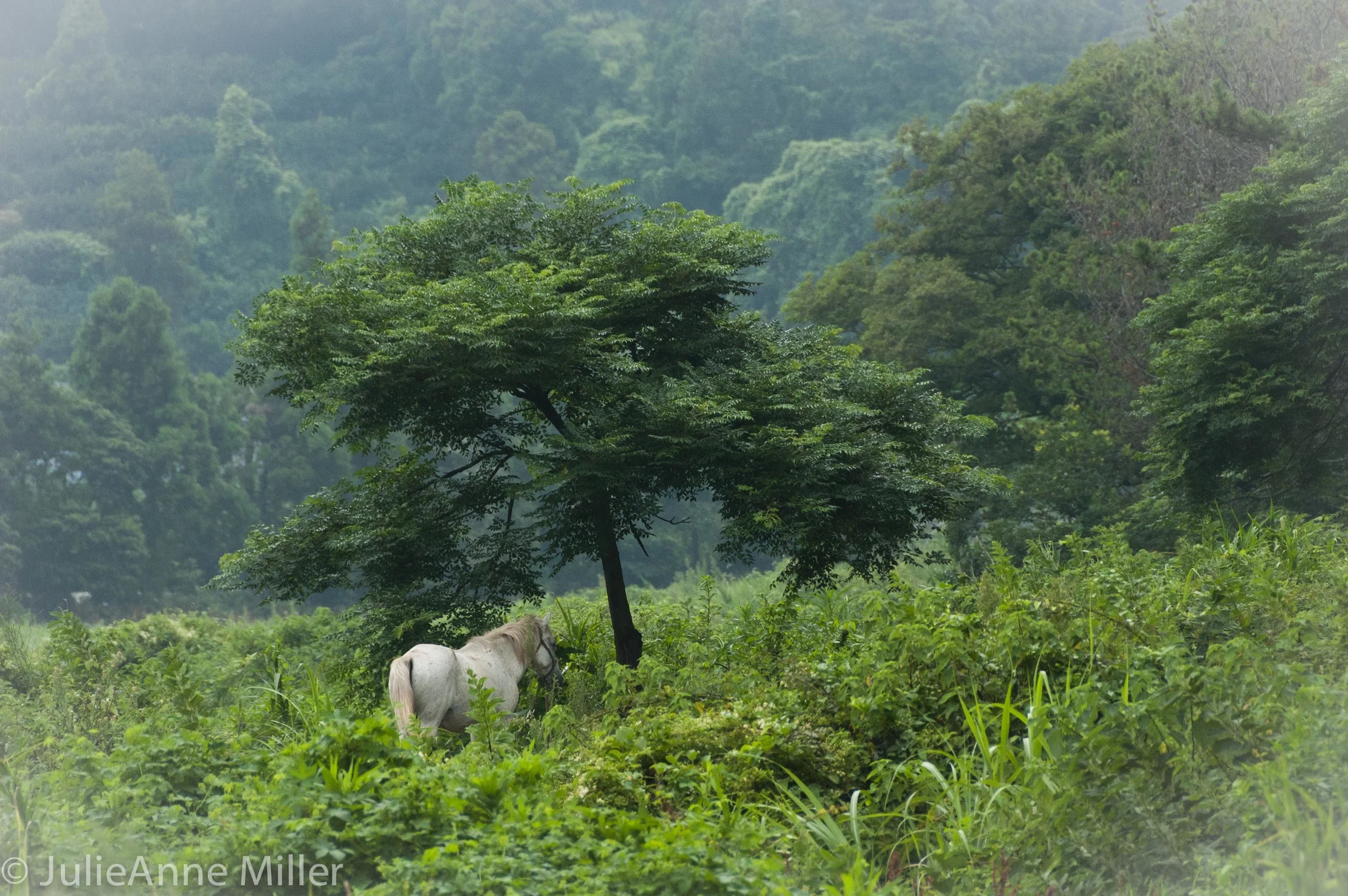 white horse.jpg