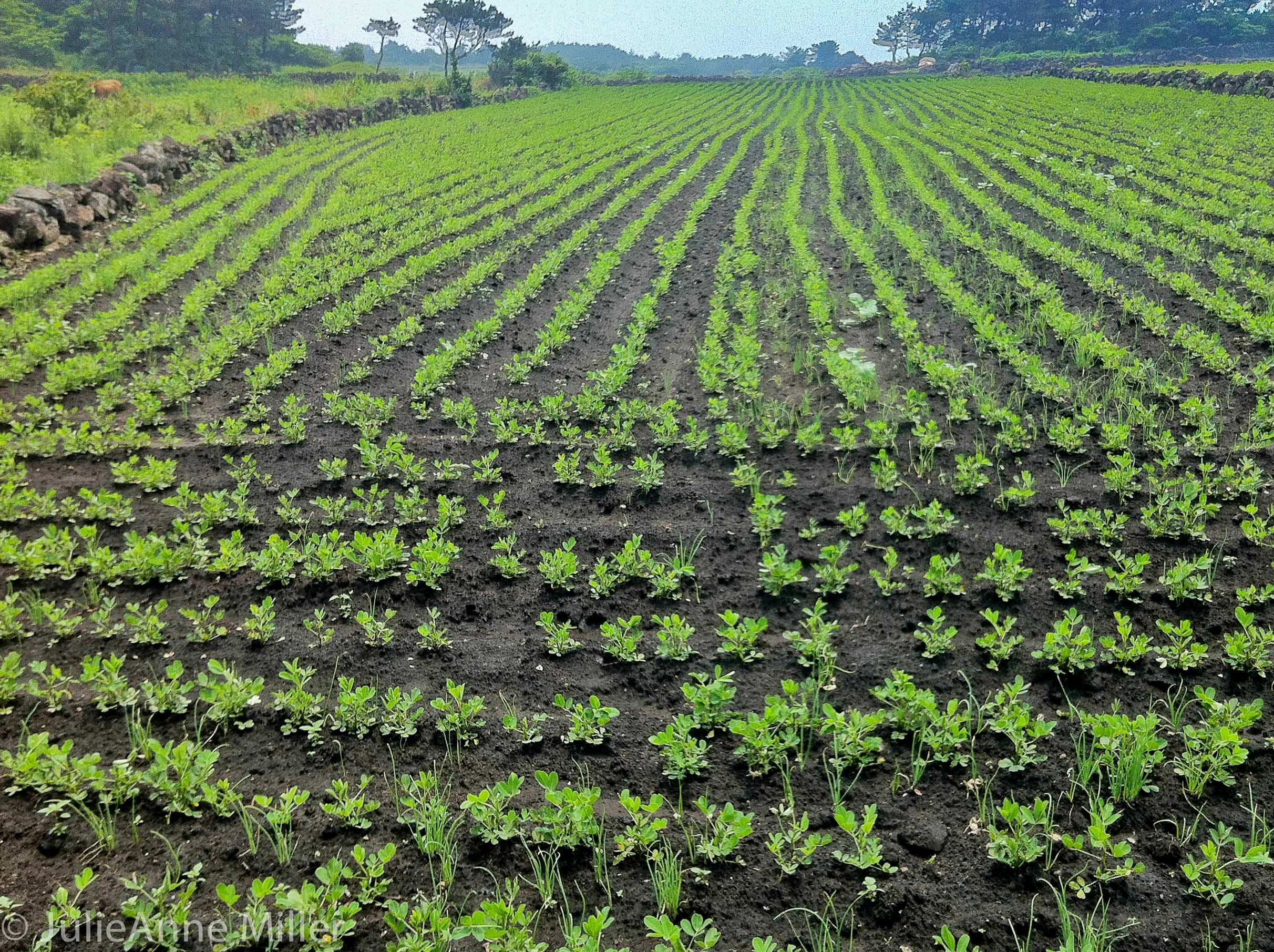 Udo farm.jpg