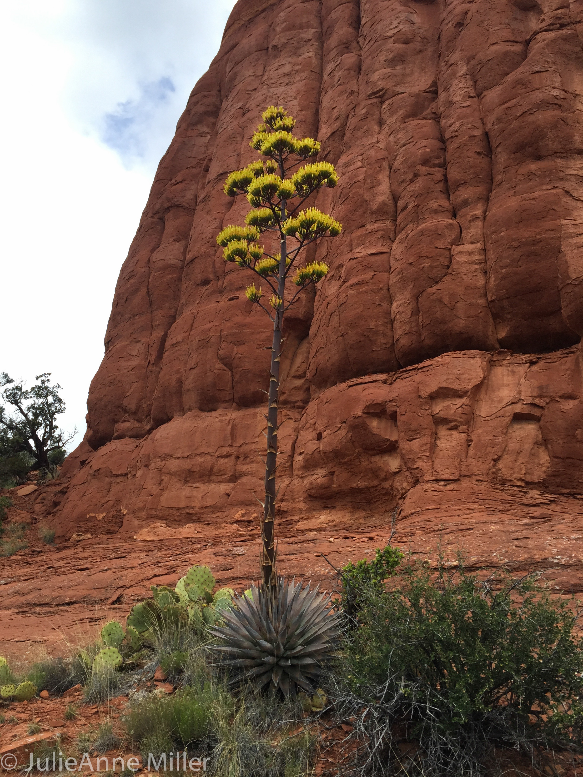 flower in sedona.jpg