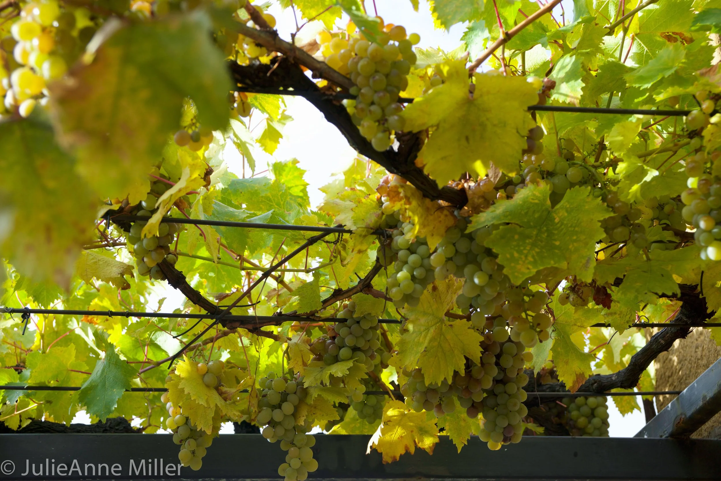 grapes closeup.jpg