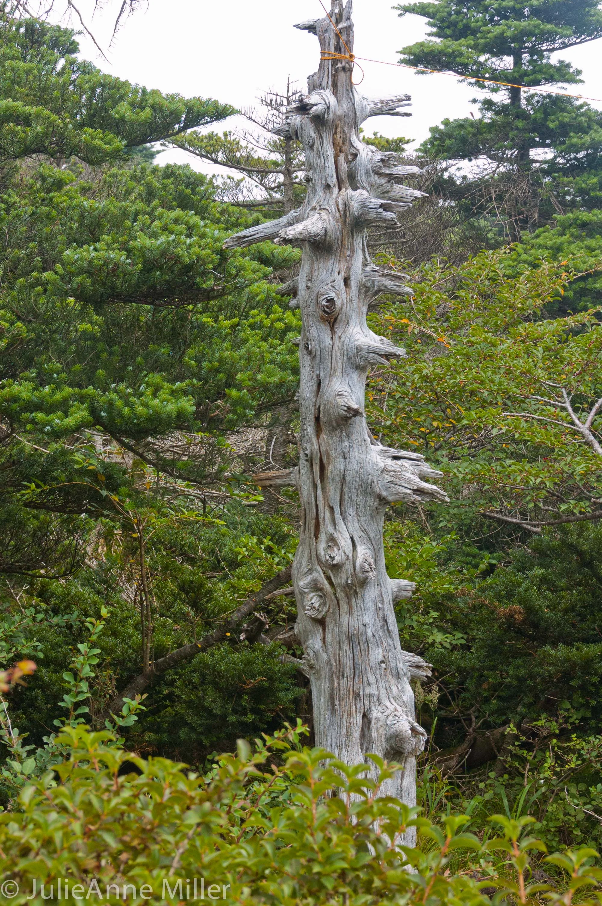Halla San, Jeju Island