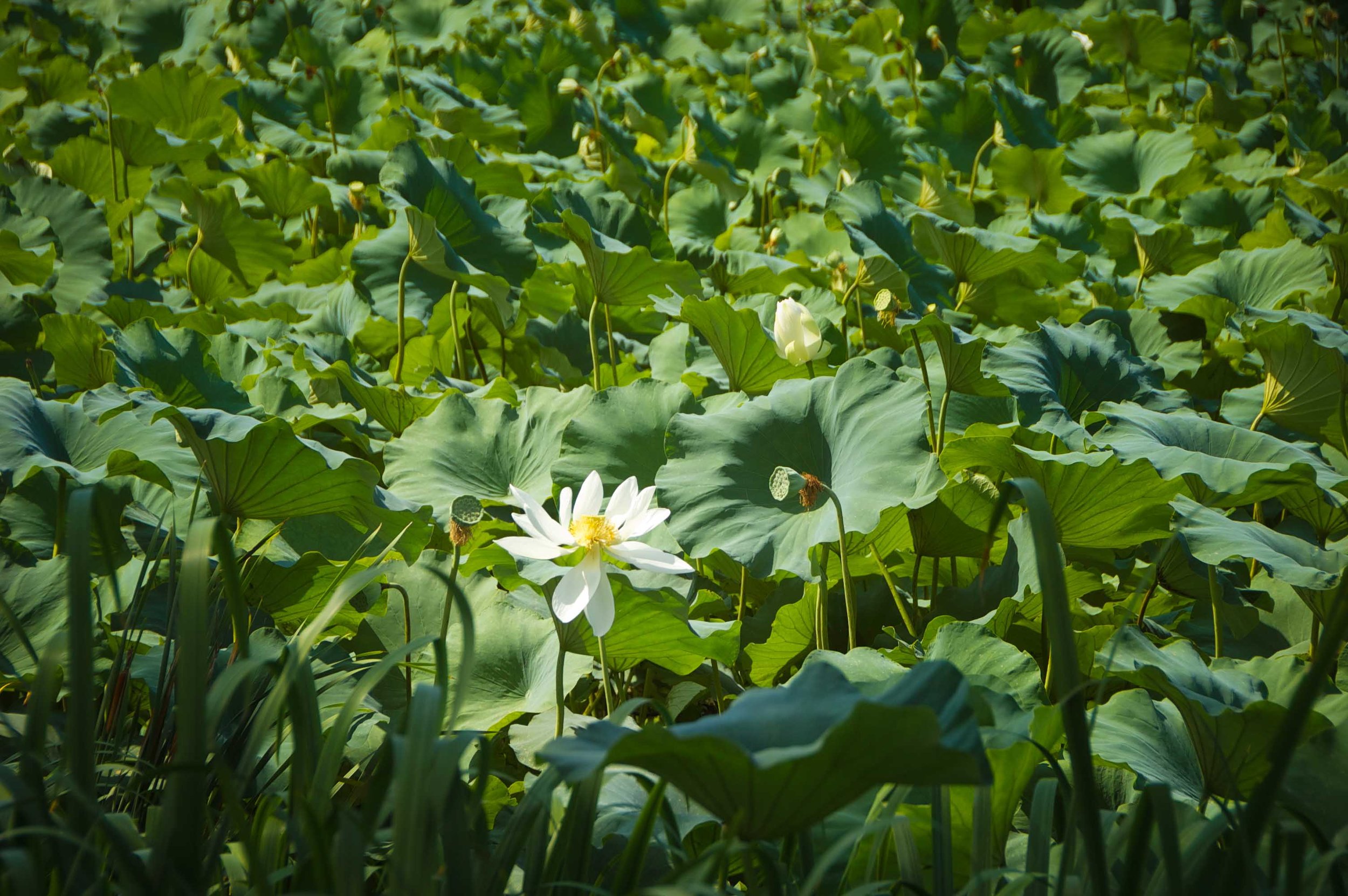 Andong, Korea lotus field