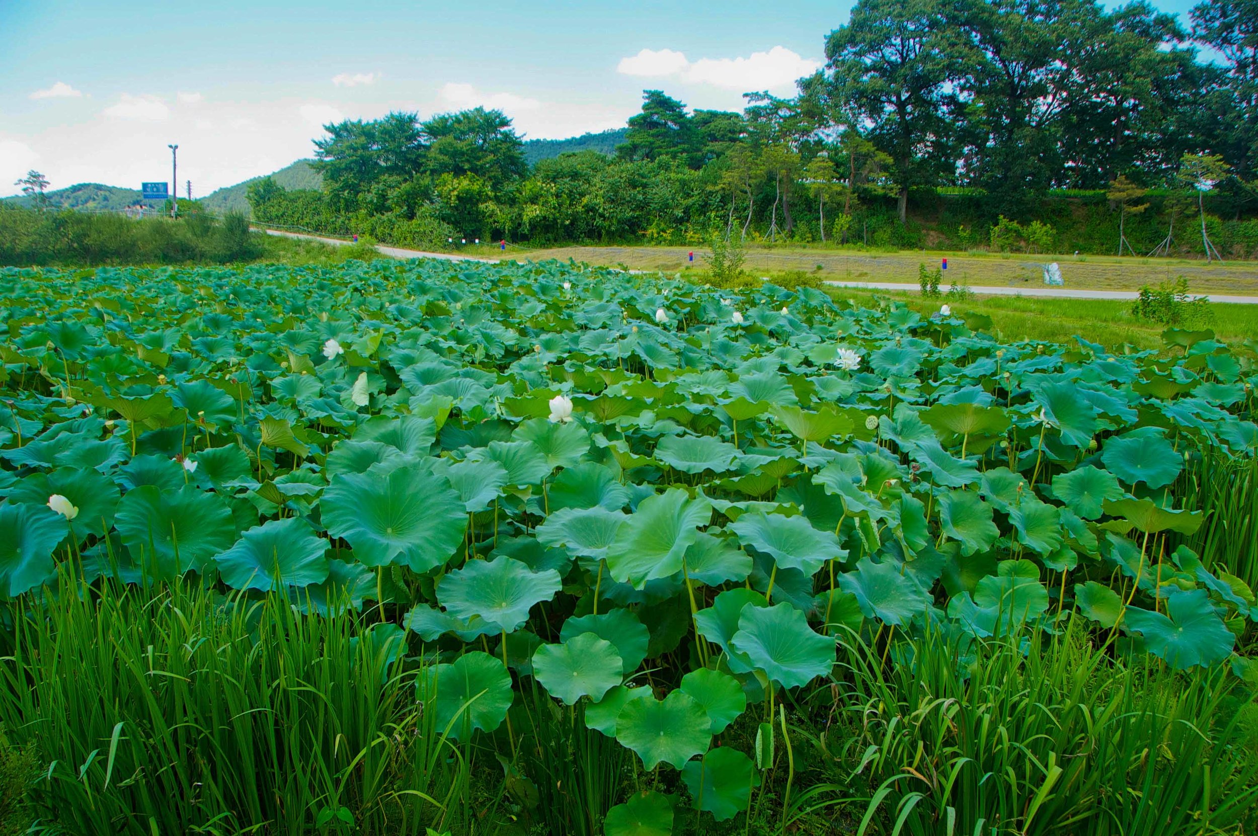 lotus, Hahoe Folk Village, South Korea