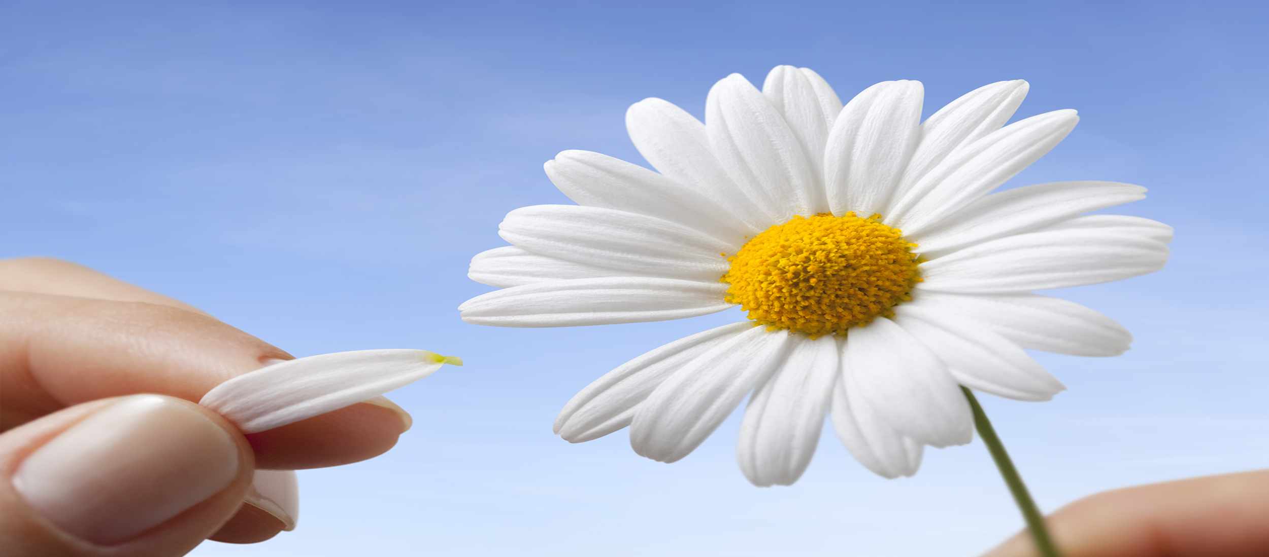 HeLovesMeDaisy_header.png