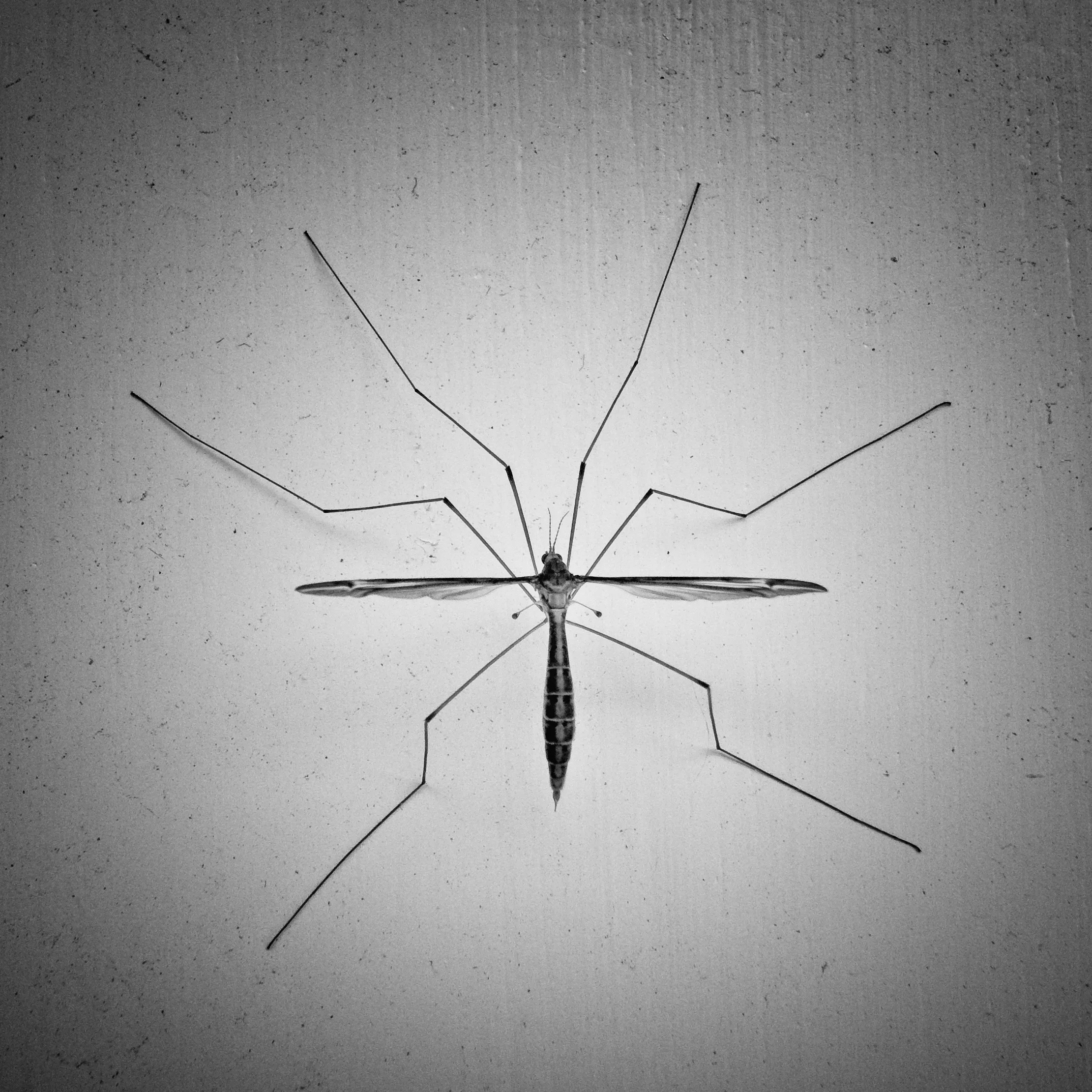 Stinger