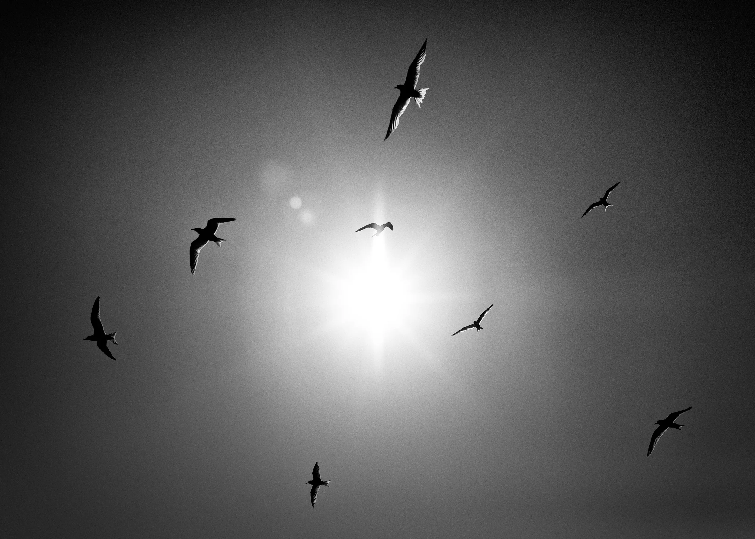 The Birds