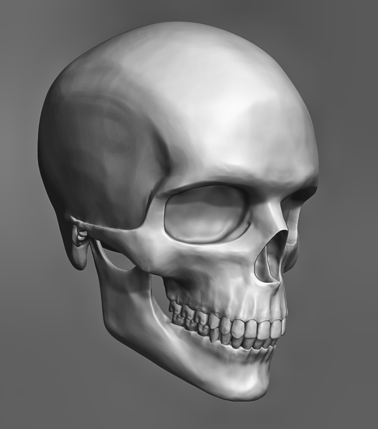 Human Skull