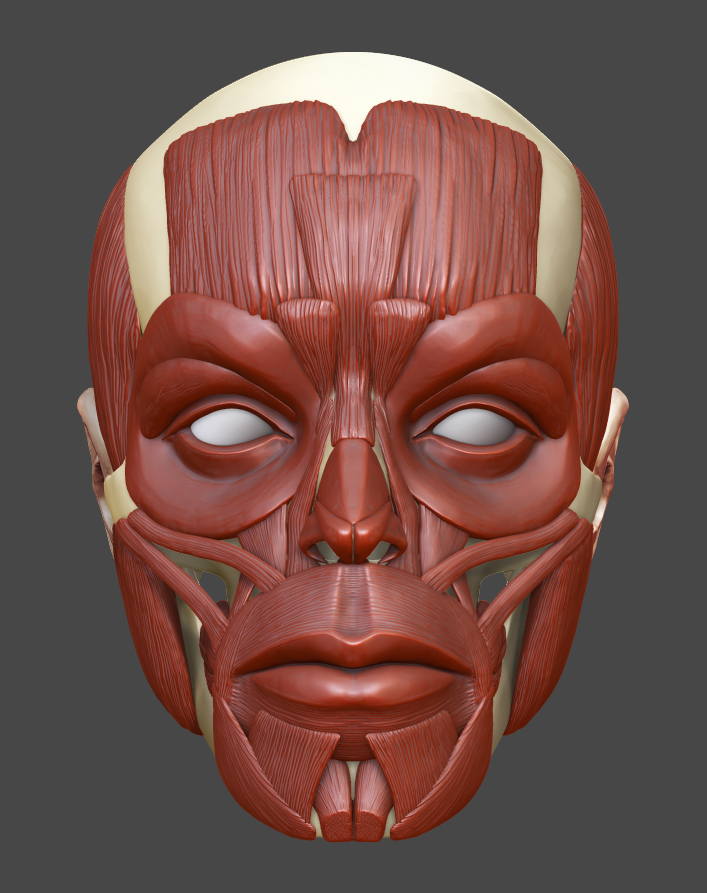 Facial Anatomy