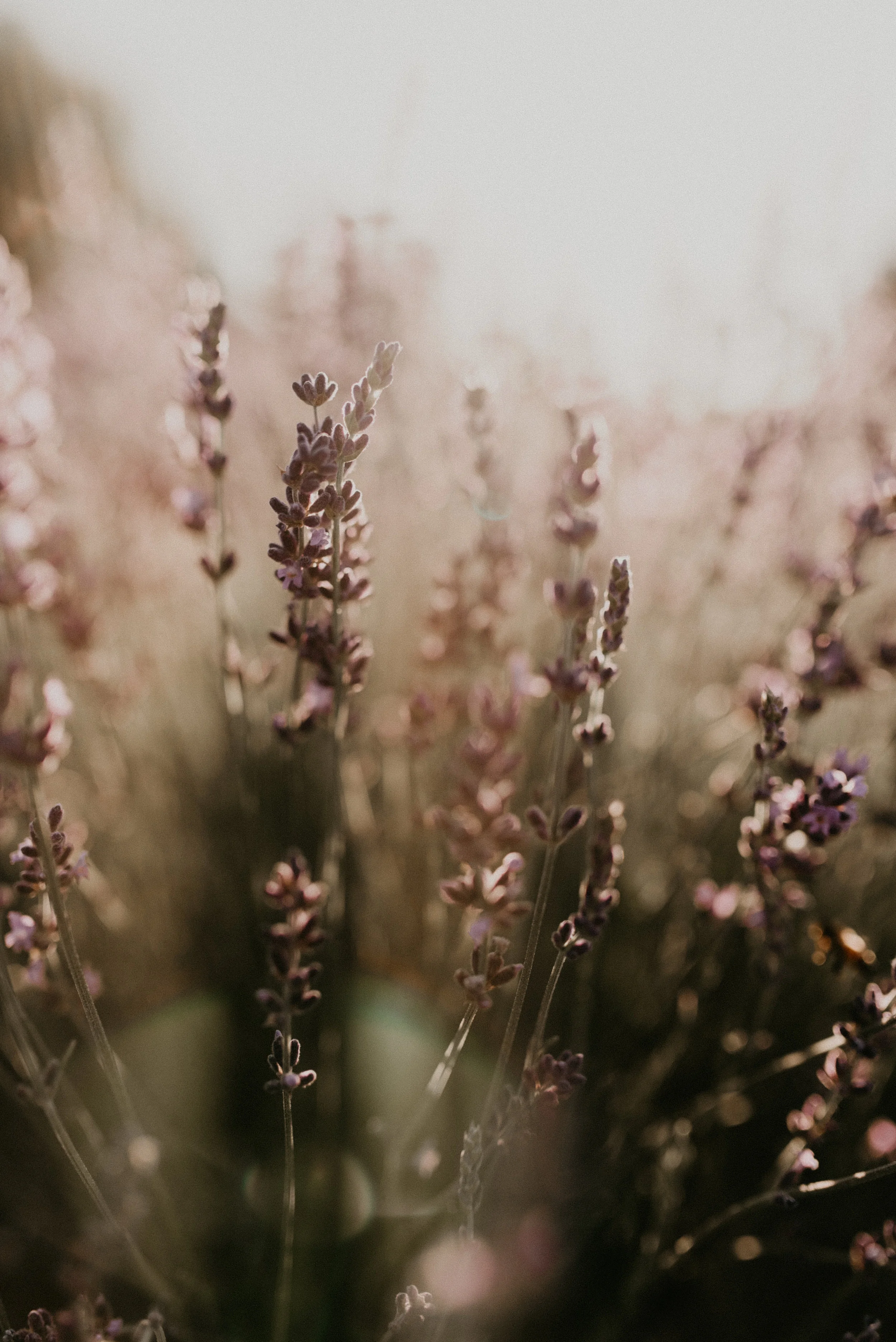 Makayla Madden Photography Boise Idaho Senior Boudoir Wedding Photographer Kuna Idaho Lavender Field Merchant Portrait Session Dreamy Golden Hour