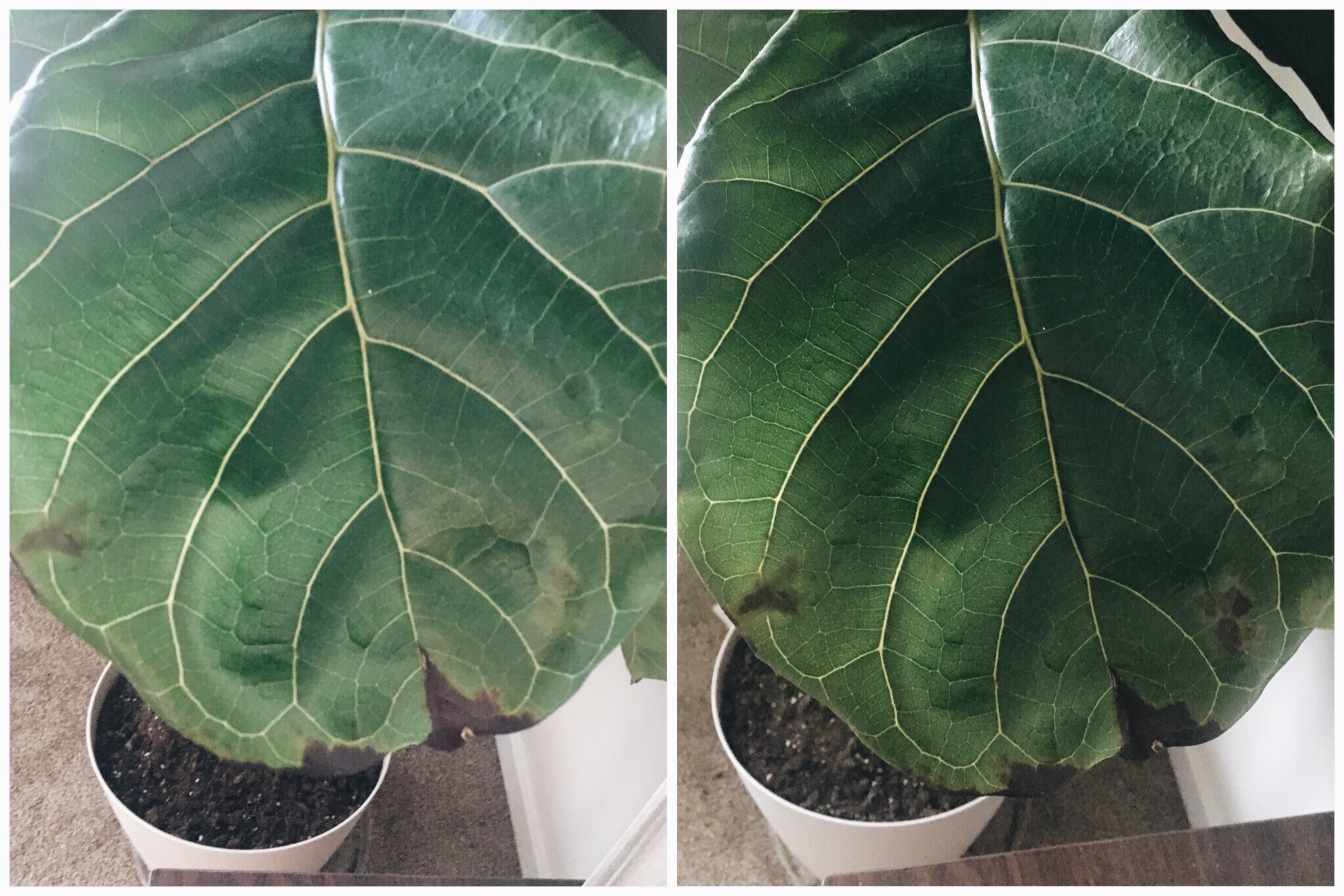 Boise Senior Photography Plant Lover Makayla Madden Photography Fiddle Leaf Fig Care Tips Tricks Signs of Over Watering Oedima Plant Advice Care
