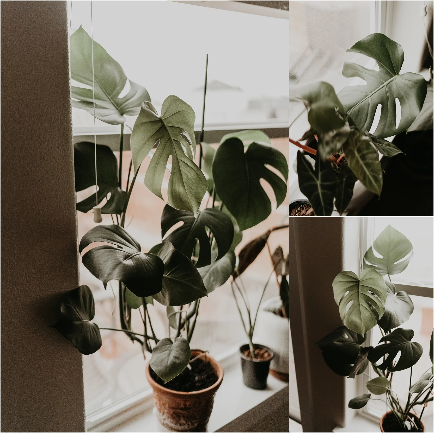 Boise Senior Photographer Boise Boudoir Photographer Makayla Madden Plant Lady Indoor House Plant Care Advice Tips Monstera Deliciosa Care 5-1-1 Potting Mix