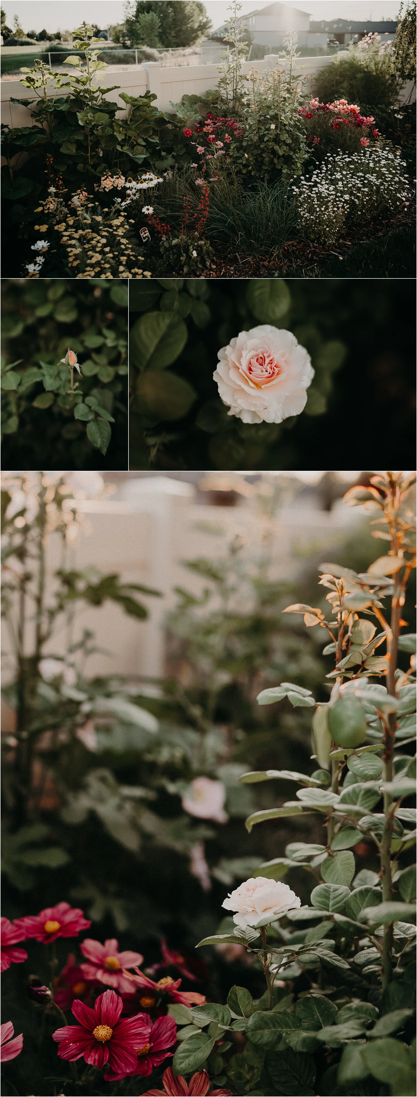English Cottage Garden Ideas summer border Princess Charlene De Manaco rose hollyhocks cosmos rose garden ideas boise photographer
