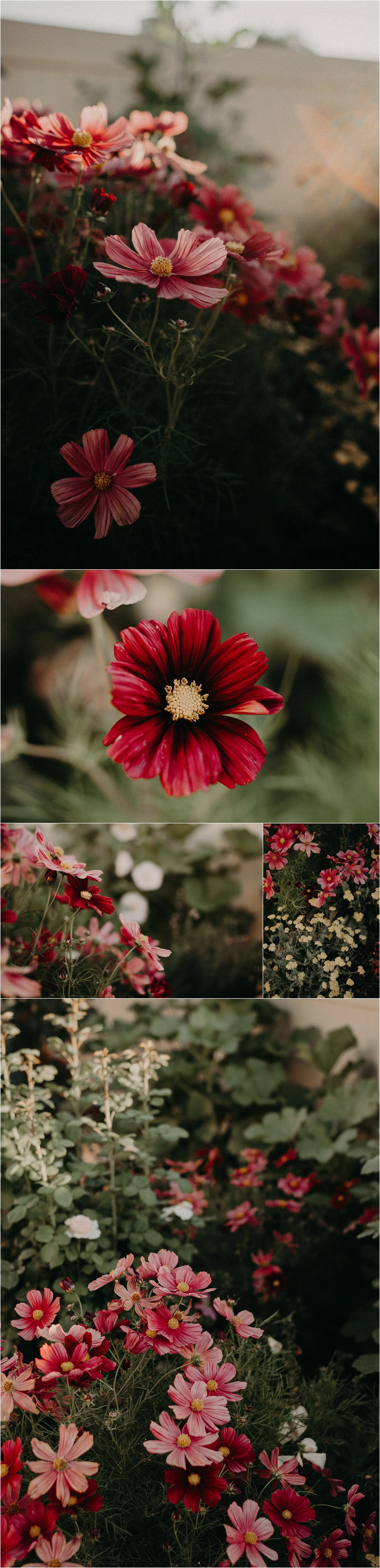 Rubinato Cosmos boise photographer Makayla Madden Garden English Cottage Garden Design Ideas Summer Border Pink Yellow Roses yarrow Idaho landscaping green thumb gardening 101