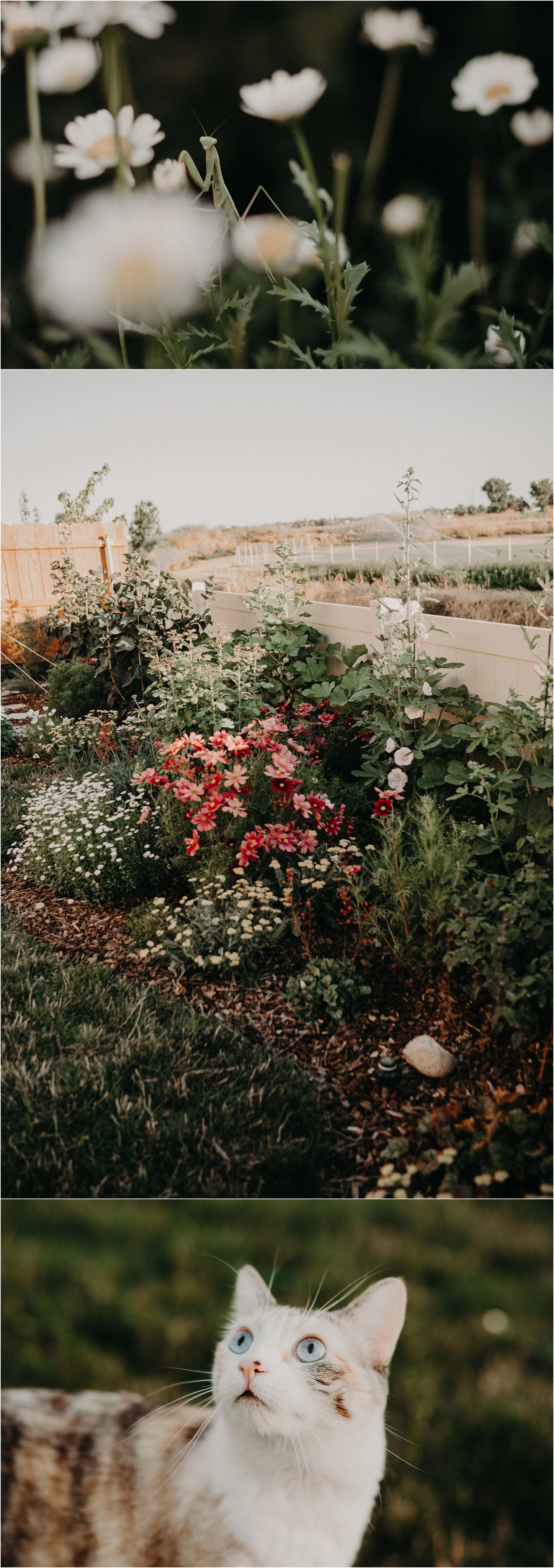 Praying Mantis Daisies Garden English Cottage Garden Design Ideas Summer Border Pink Yellow Roses Yarrow Rubinato Cosmos Hollyhocks Idaho landscaping green thumb gardening 101