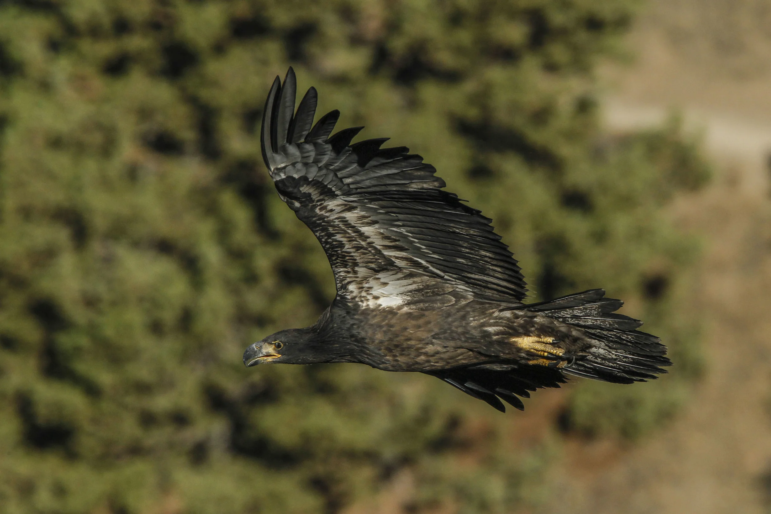 One of Oregon's youngest bald eagles. The photographer found it near its nest with its mate at Smith Rock State Park. Photo by George Lepp