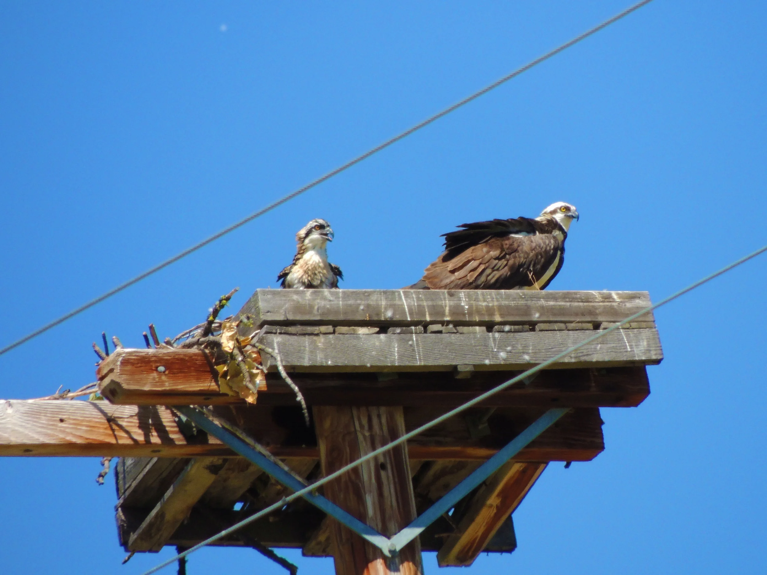 Osprey nesting platform with adult and chick near Sumpter. Photo by Lynn Murrey