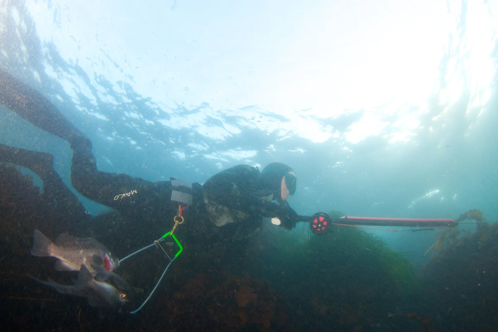 Tom Henderson, Oregon's longest living free-dive spear-fisherman in action near Barview Jetty in Garibaldi. Photo by Josh Humbert
