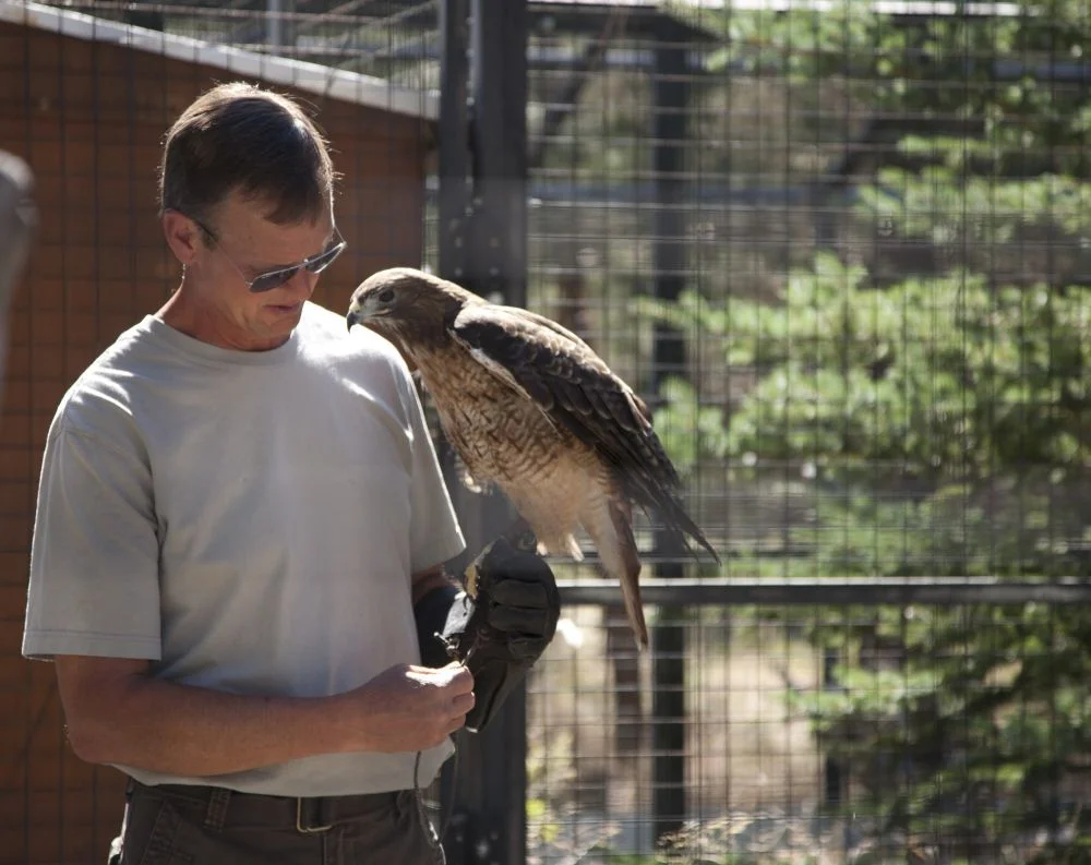 Gary Landers of Wild Wings Raptor Rehabilitation in Sisters brings a red-tailed Hawk, Mercy, out for a check-up. Mercy cannot be released into the wild, but serves as a foster parent for other redtails that arrive for rehab. Photo by Lynn Woodward