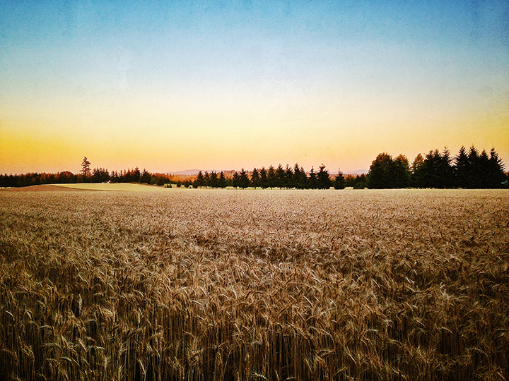The golden hour during an evening walk around the wheat fields. Photo by John Bennett