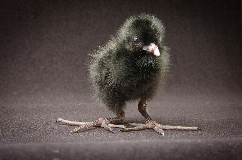 A black crake chick five days after hatching at the Oregon Zoo. Photo by Michael Durham