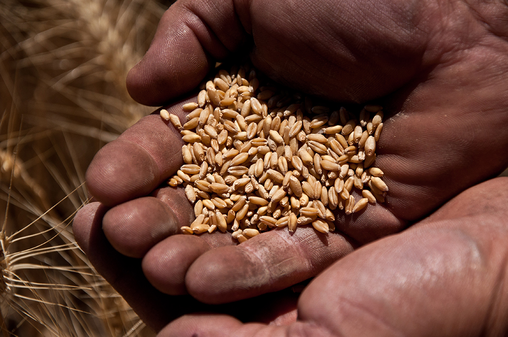 A Pendleton farmer inspects grains of wheat from his harvest. Photo by Chantell Reid
