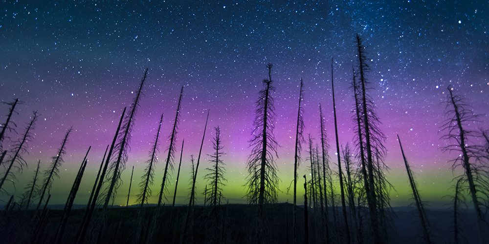 Trees from 1989 forest fire silhouette the Northern Lights along the horizon at the Hat Point Overlook near Hell's Canyon. Photo by Erika Plummer