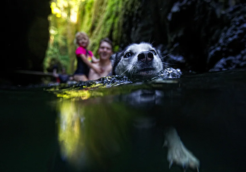 Chuck Stephens and his daughter Evelyn, 3, of Portland, are pulled through the water in Oneonta Gorge by their husky dog named Monroe. Photo by Thomas Boyd