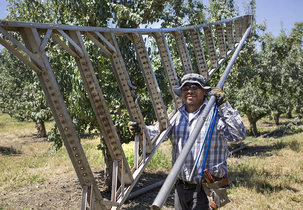 José Argumedo Diaz moves a 12' ladder to the next tree for cutting blight in a Cormice pear orchard. He's paid $9/hour by Meyer Orchards for the seasonal work. He likes working outdoors, but would prefer to have a year-round "steady" full-time job to support his family (a wife and three children). His employer, the Meyer family, has been growing and selling pears in Talent for 103 years. Photo by Betty Udesen