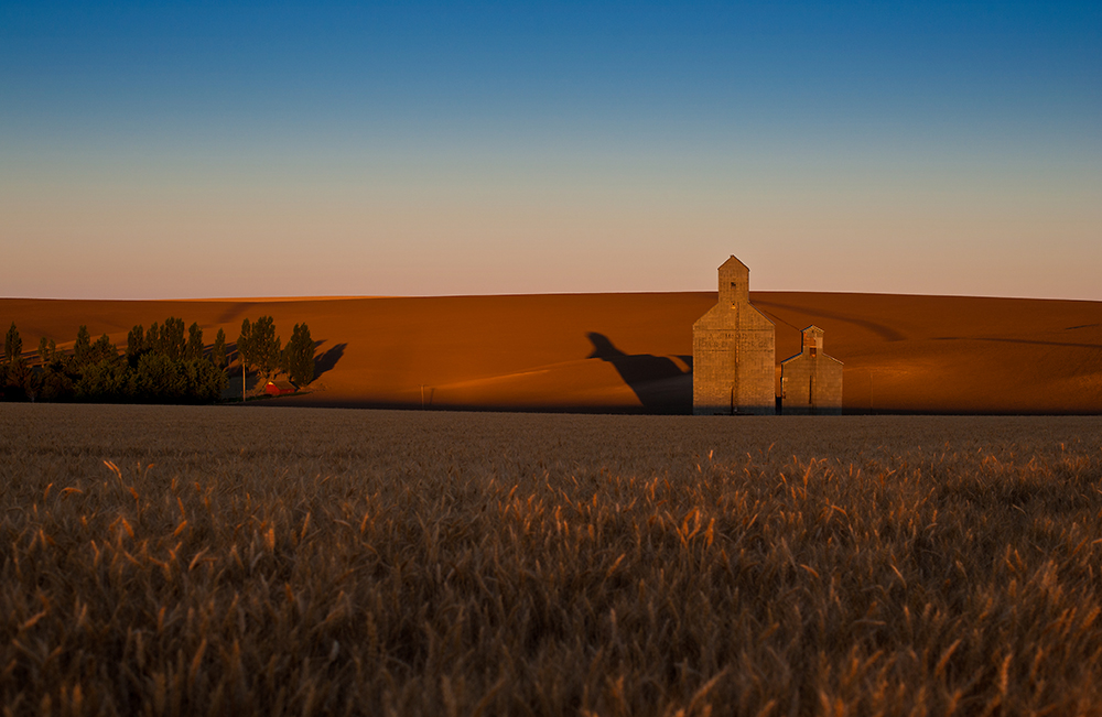 The A.H. McIntyre grain elevator north of Athena, photographed at sunrise. Photo by Fred Joe