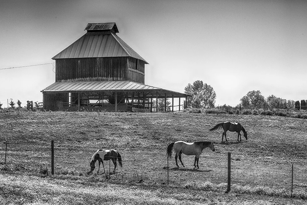 Horses, used for recreation, on a farm in the Willamette Valley. Photo by Tom Reiman