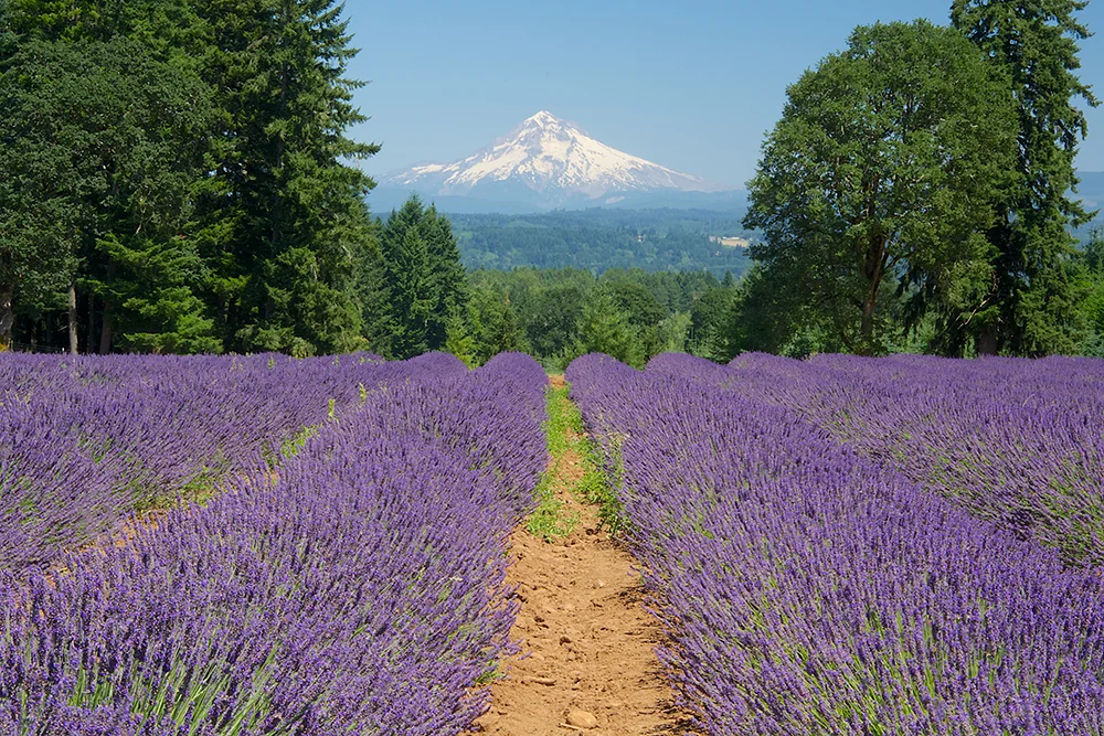 Lavender grows particularly well in the maritime climate of the Pacific Northwest. At the Oregon Lavender Farm near Oregon City, over 25 acres are in production. Located at the end of the Oregon Trail, the farm enjoys views of three Cascade peaks, including Mt. Adams, Mt. St. Helens and Mt. Hood, pictured here. Photo by Janet Loughrey