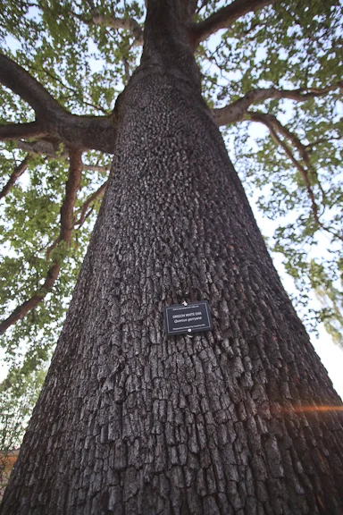 Oregon white oak. Photo by Blue Ackerman