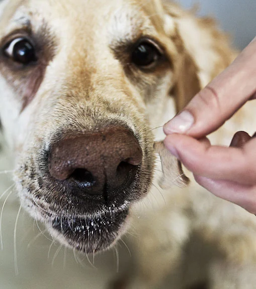 Pete gets a treat after a bath by owner, Aubrea McNamara at Suds em Yourself on 11th St. in Eugene. Photo by Sherrlyn Borkgren