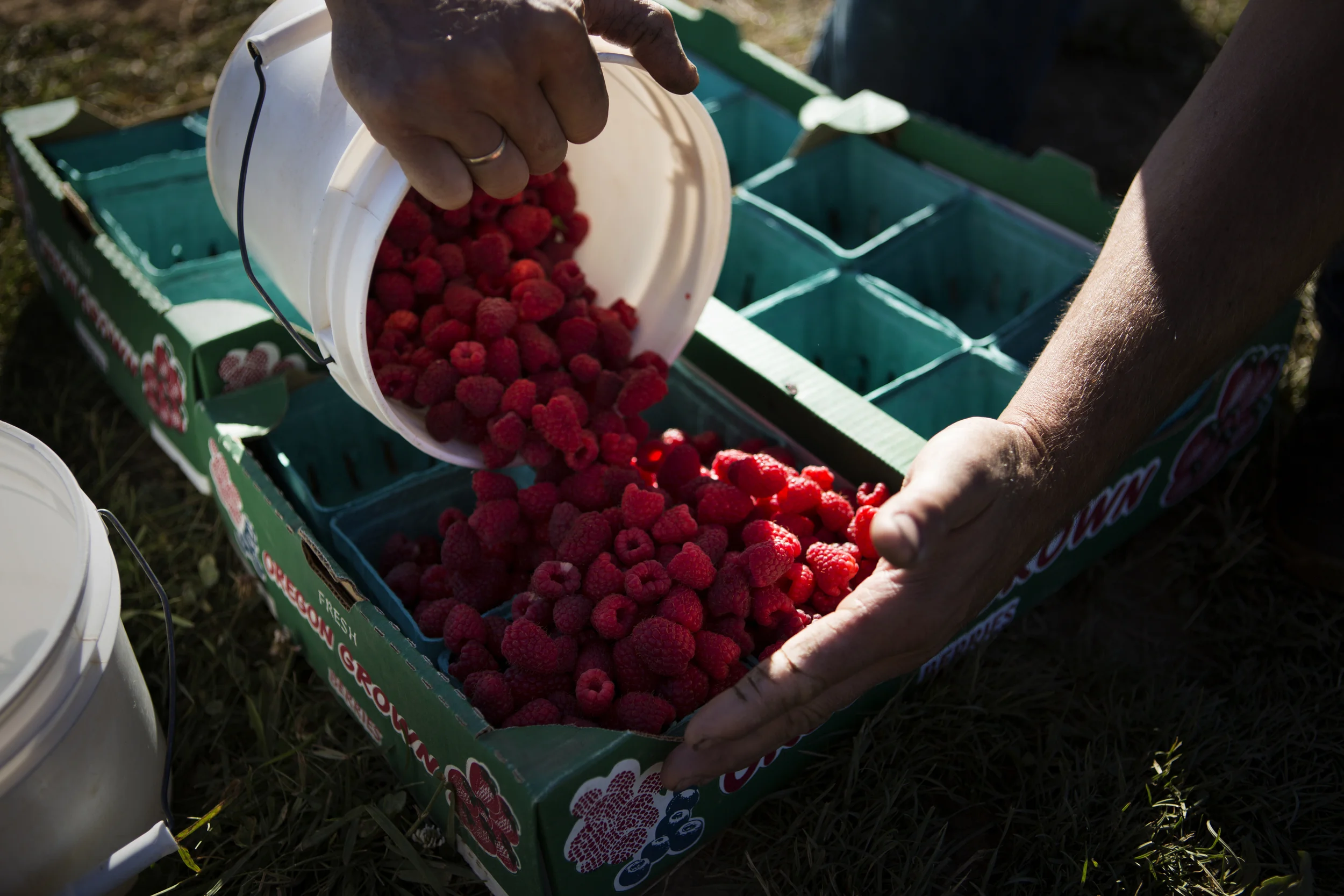 Rich Hildner sorts raspberries for sale to customers at the Smith Berry Barn near Hillsboro, Oregon on Monday, July 15, 2013. Rich and Joelle Hildner have owned the business for more than ten years and sell almost all of their produce directly to customers who visit their farm store on the property. They are a "no spray" farm. (Photo by Wes Pope as part of the Project Day Shoot 30 project).