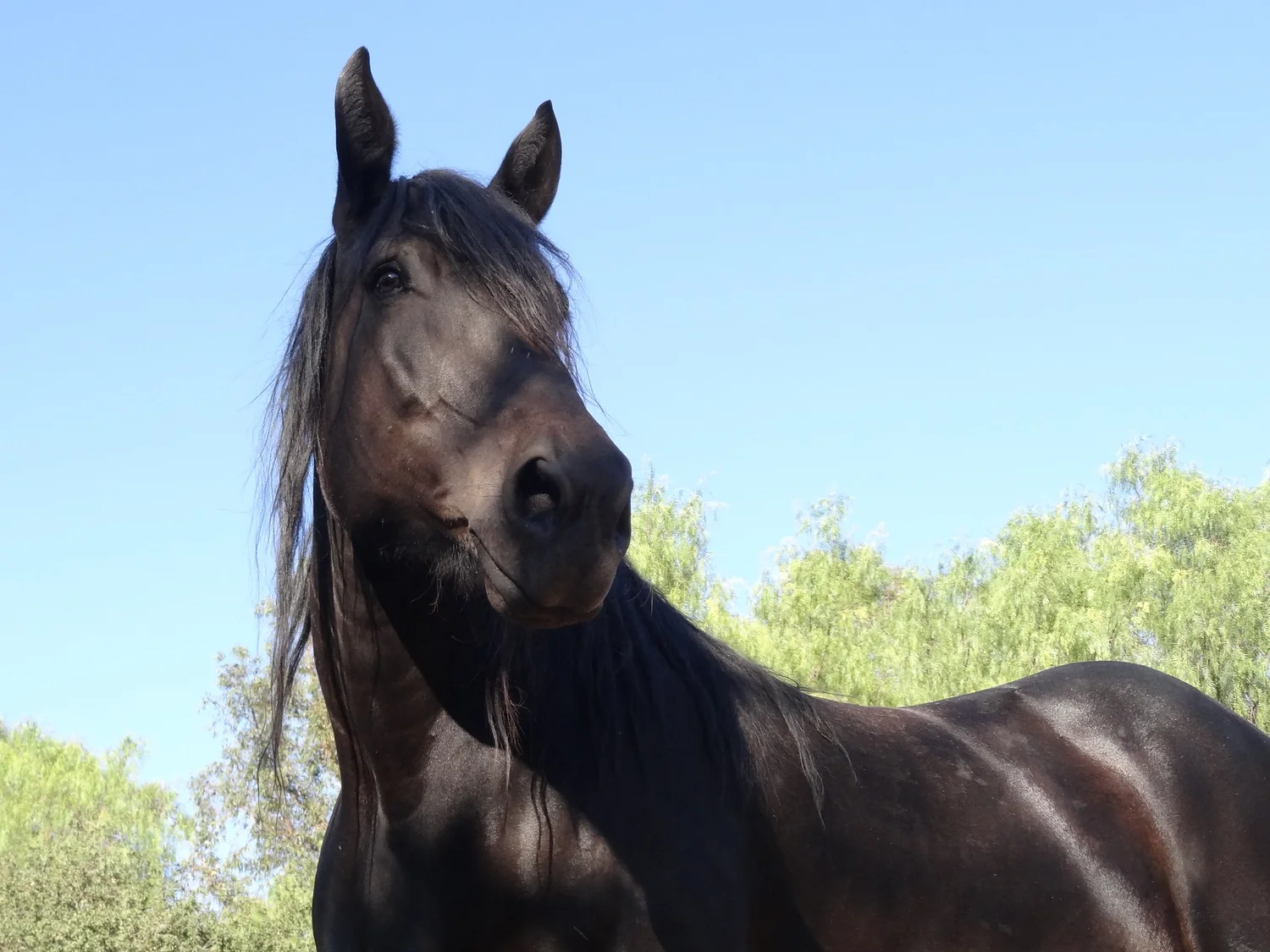 Harvesting Horse Urine for HRT — Silver Horse