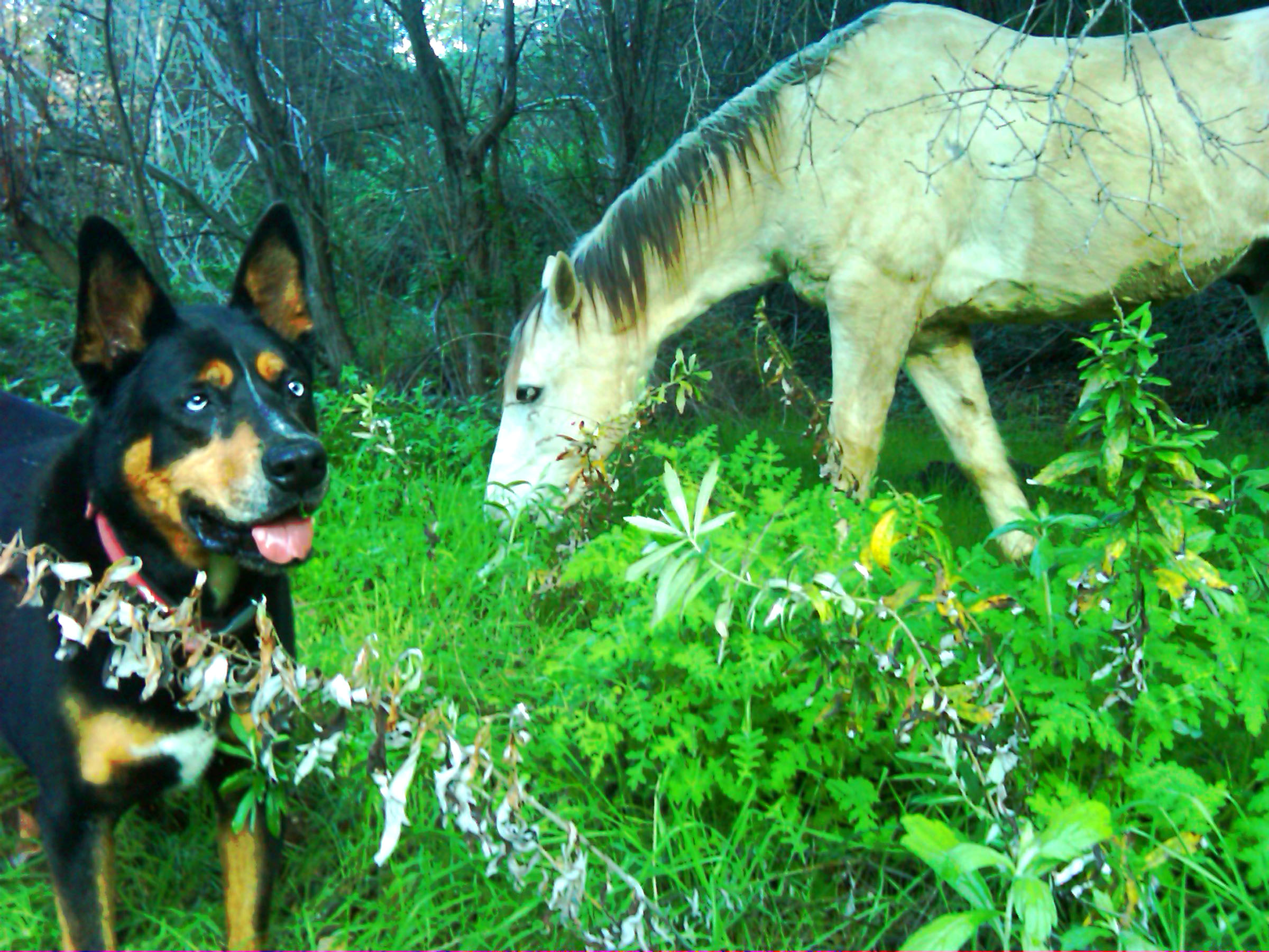 Zorro with Pretty Boy