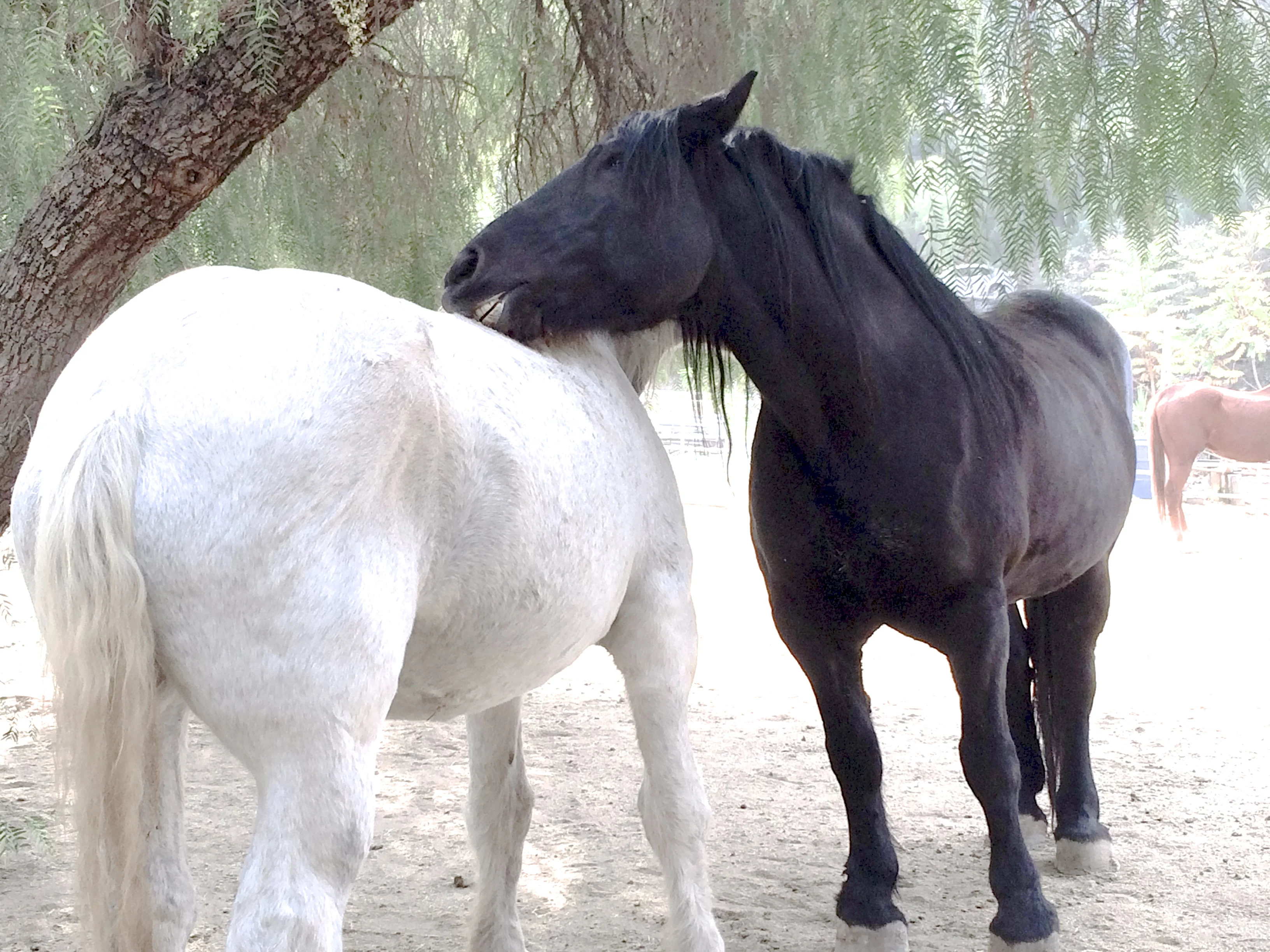 Horse Connection, Natural Horsemanship classes 2013