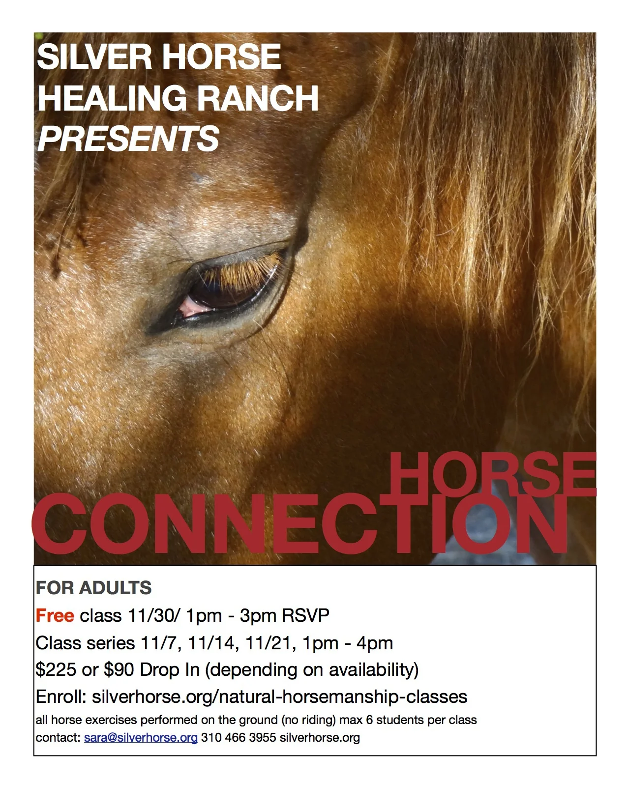 FREE Adult Horse Class - HORSE CONNECTION
