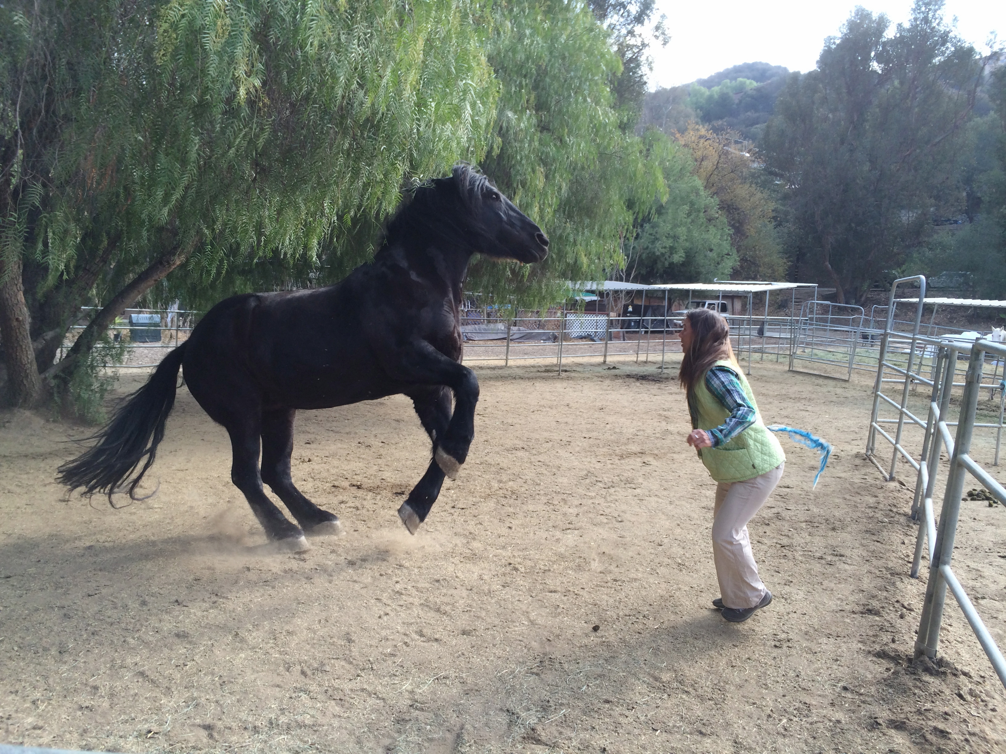 Free Horse Connection class for adults
