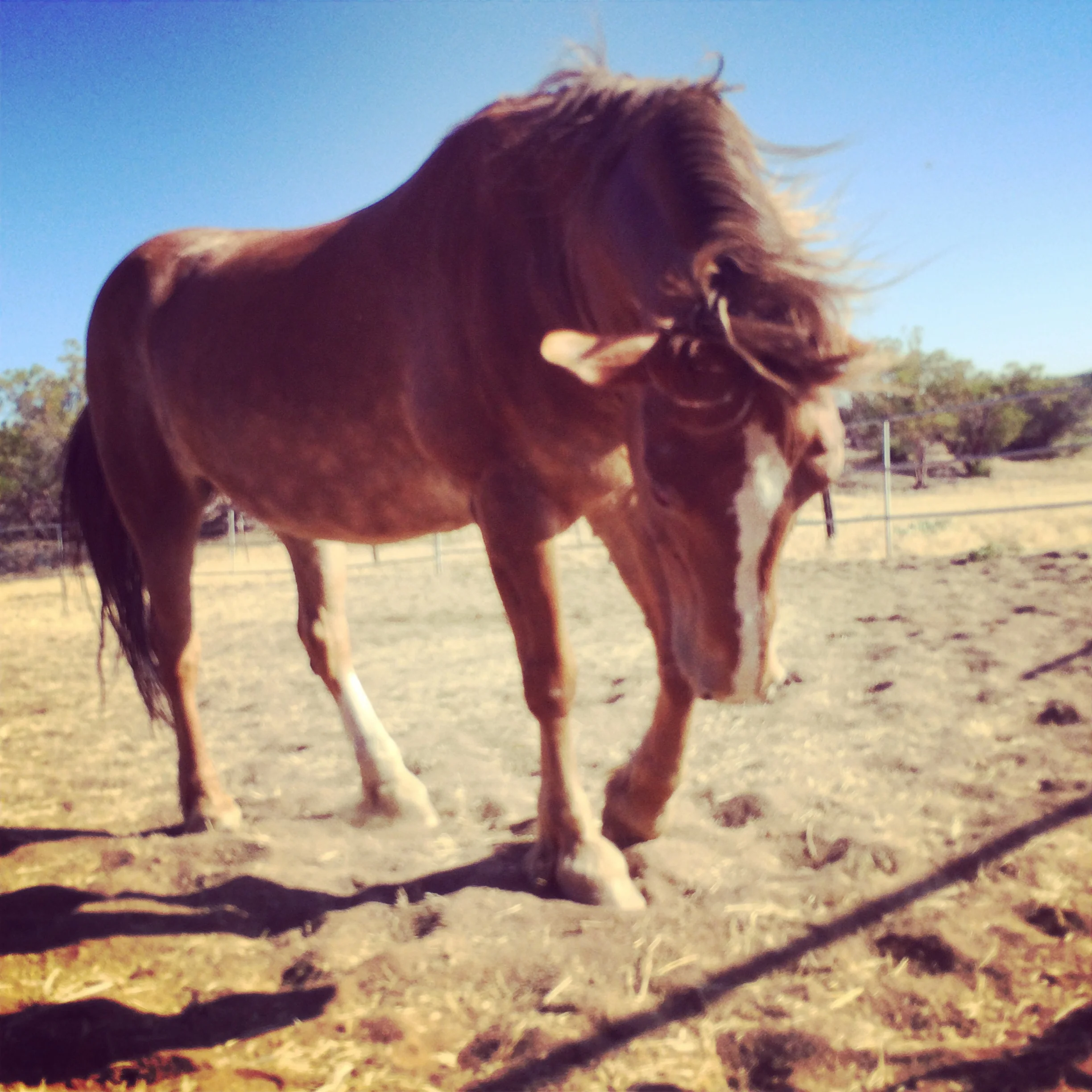 April Horse Constellation Retreat