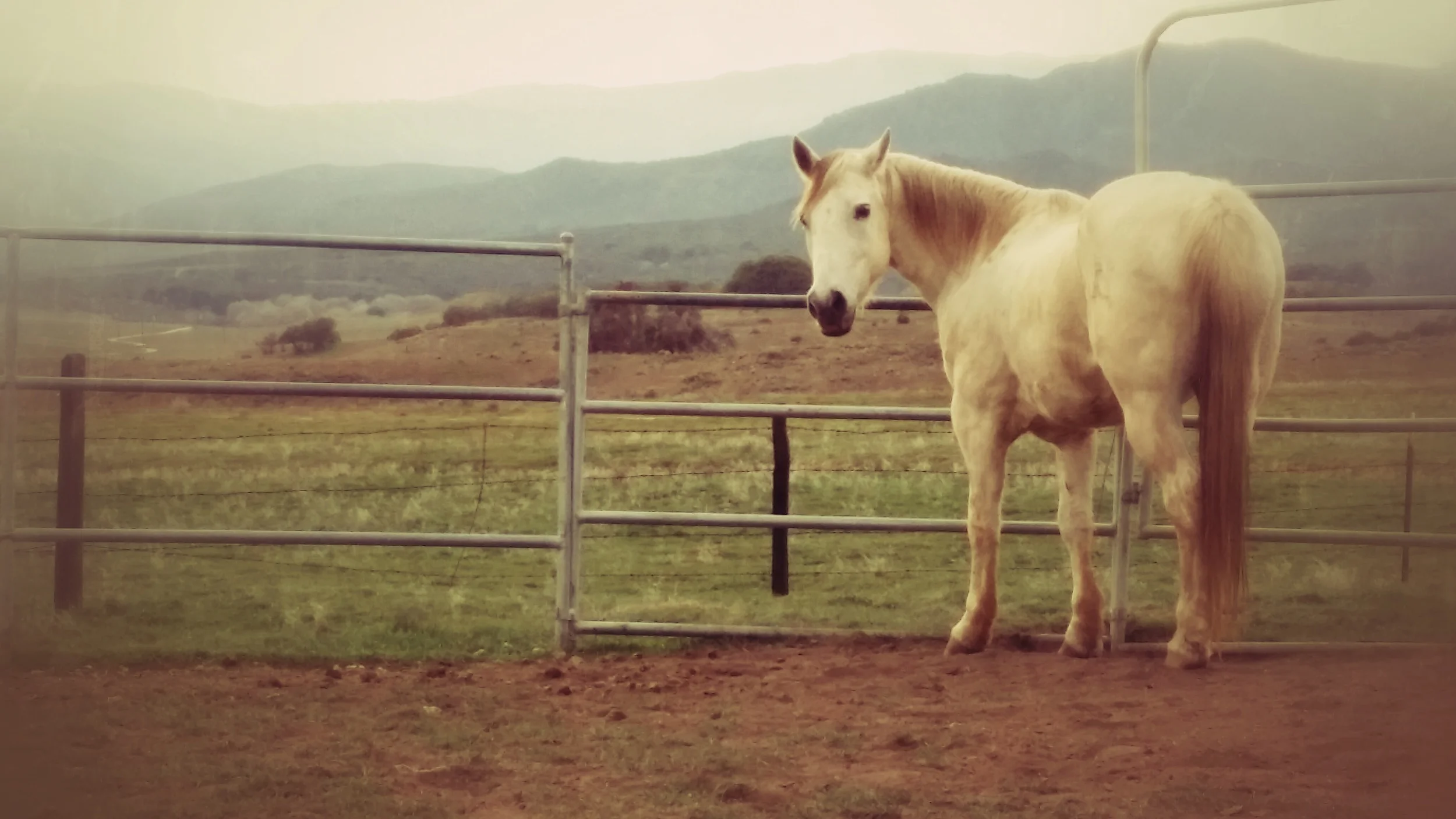 Pretty by the gate, photo by Sara Fancy