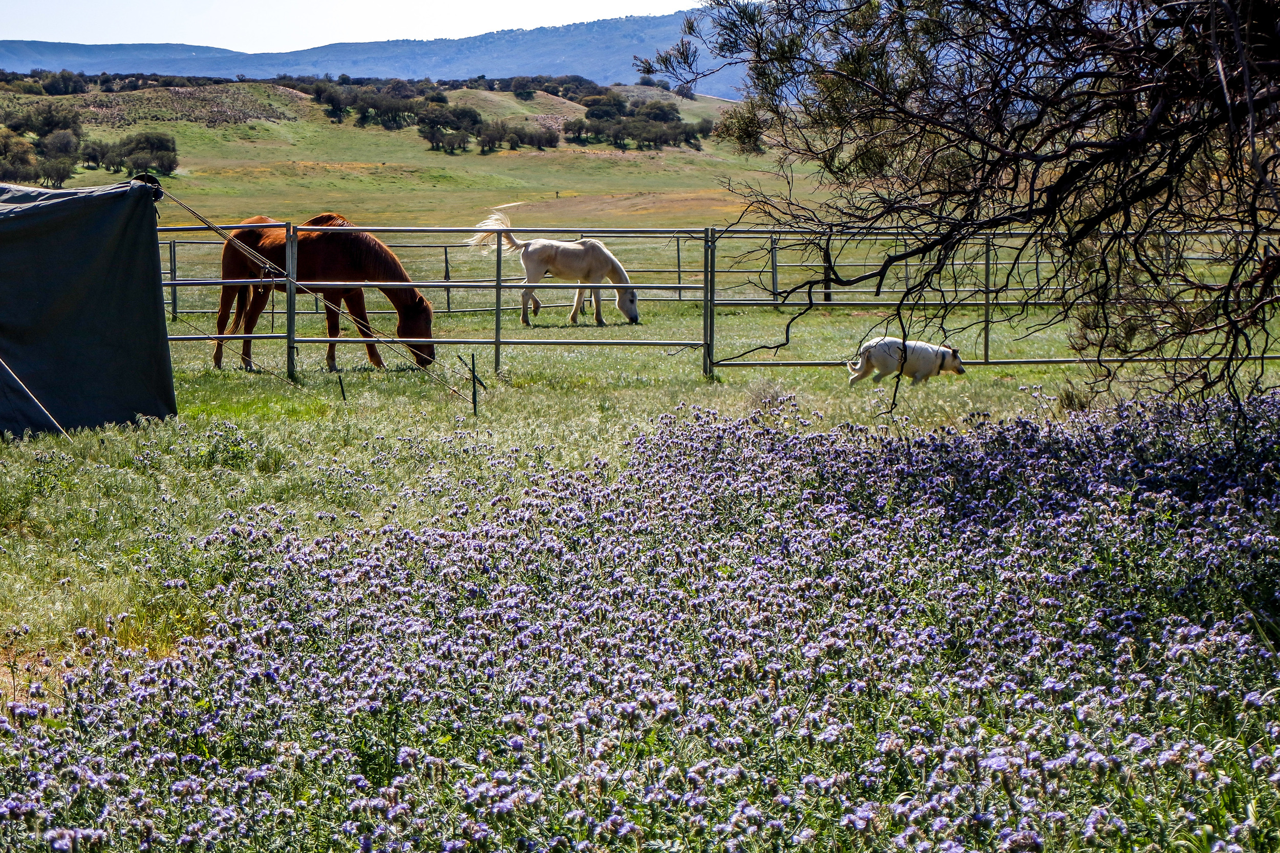looking out from Silver Horse Retreat
