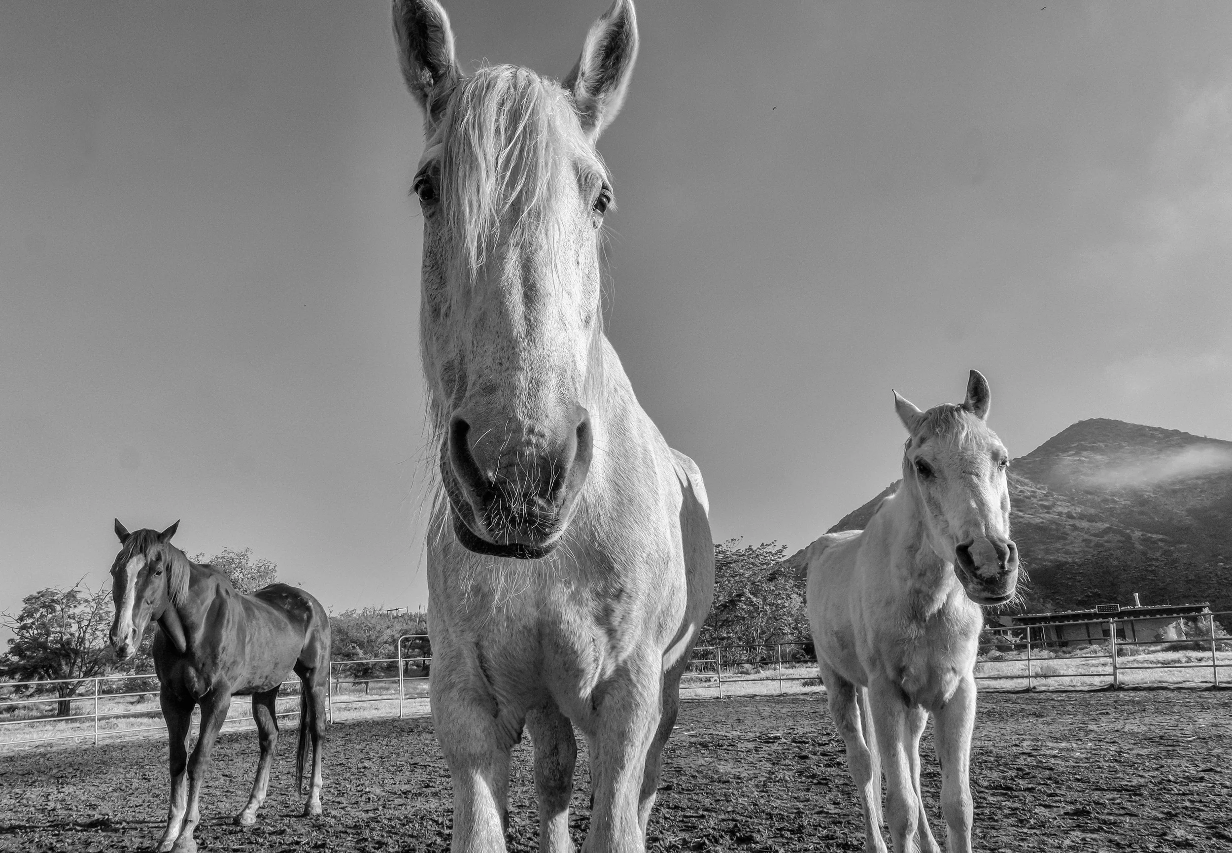 February Horse Constellation Weekend 