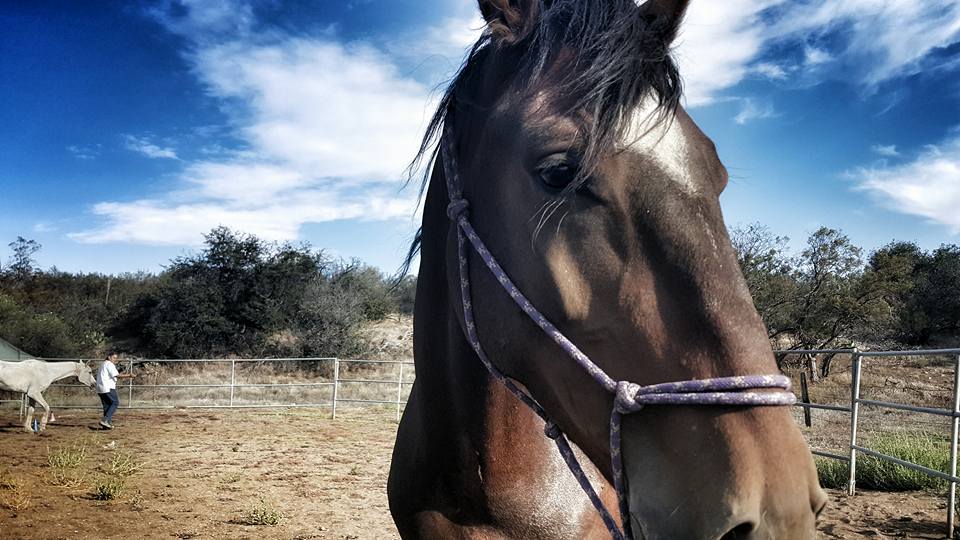 Hanging out with Corazon in the round pen, photo by Sara Fancy