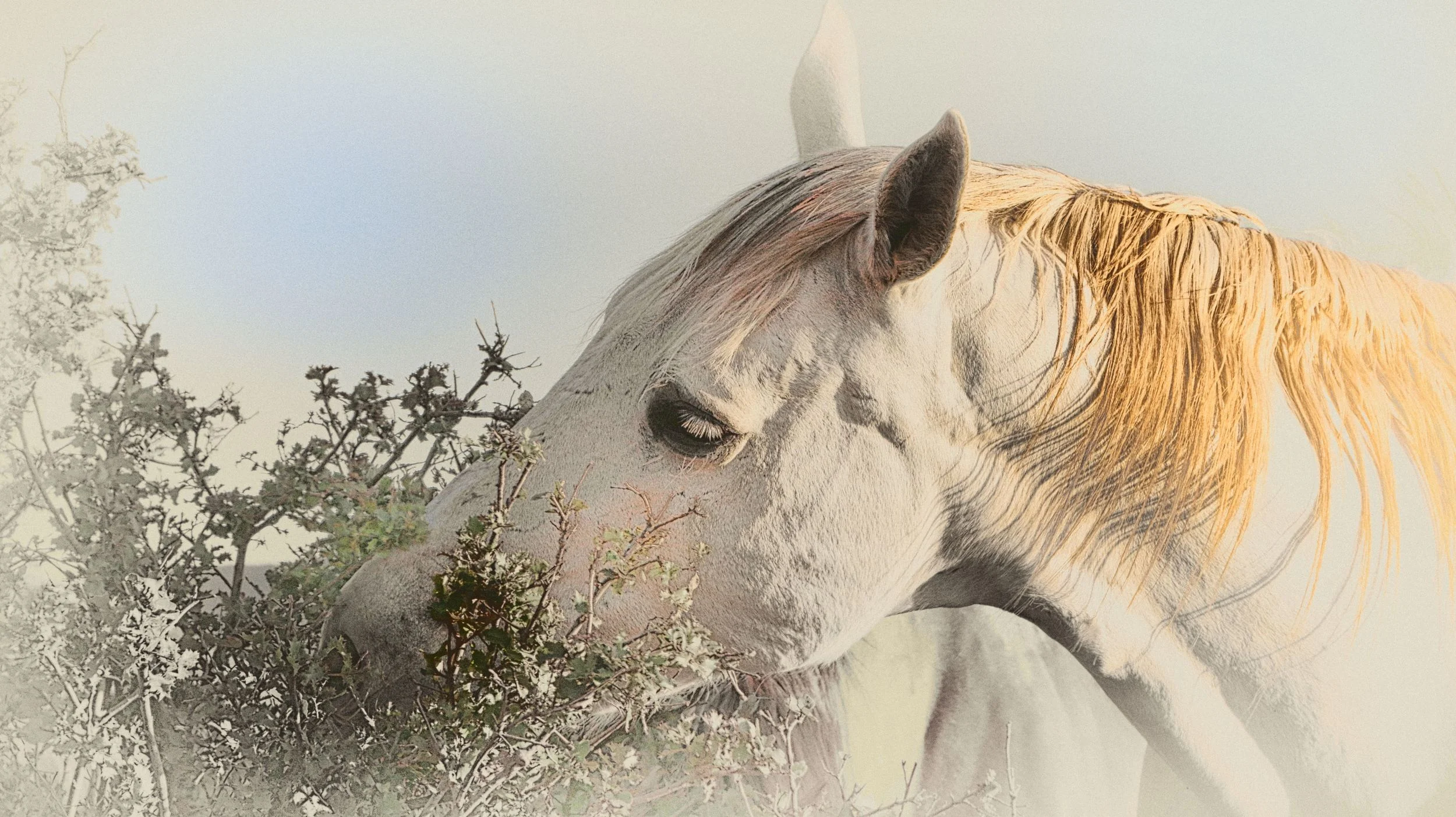 Weekend Horse Healing Intensive