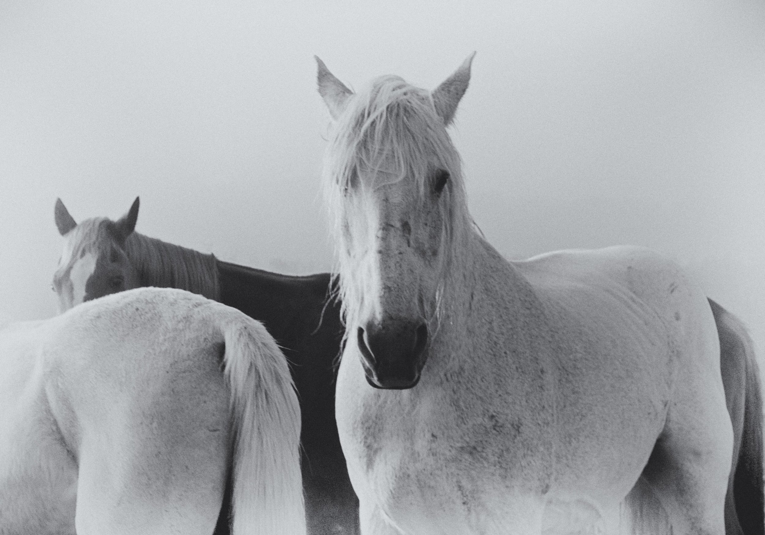 Spiritual Artist Horse Retreat