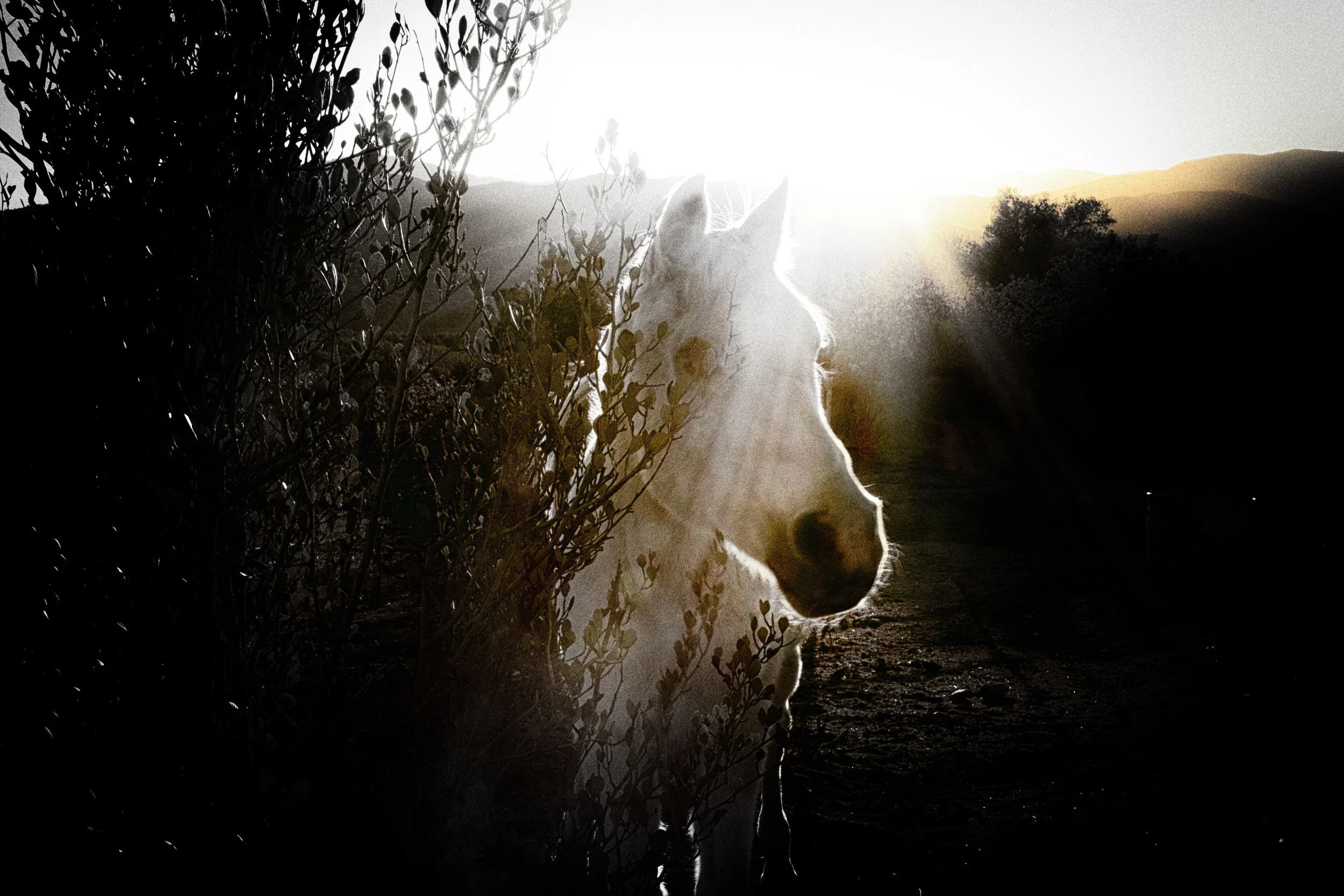 Onsite Presentation at Silver Horse Retreat