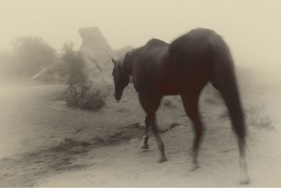 Horse Constellation Day