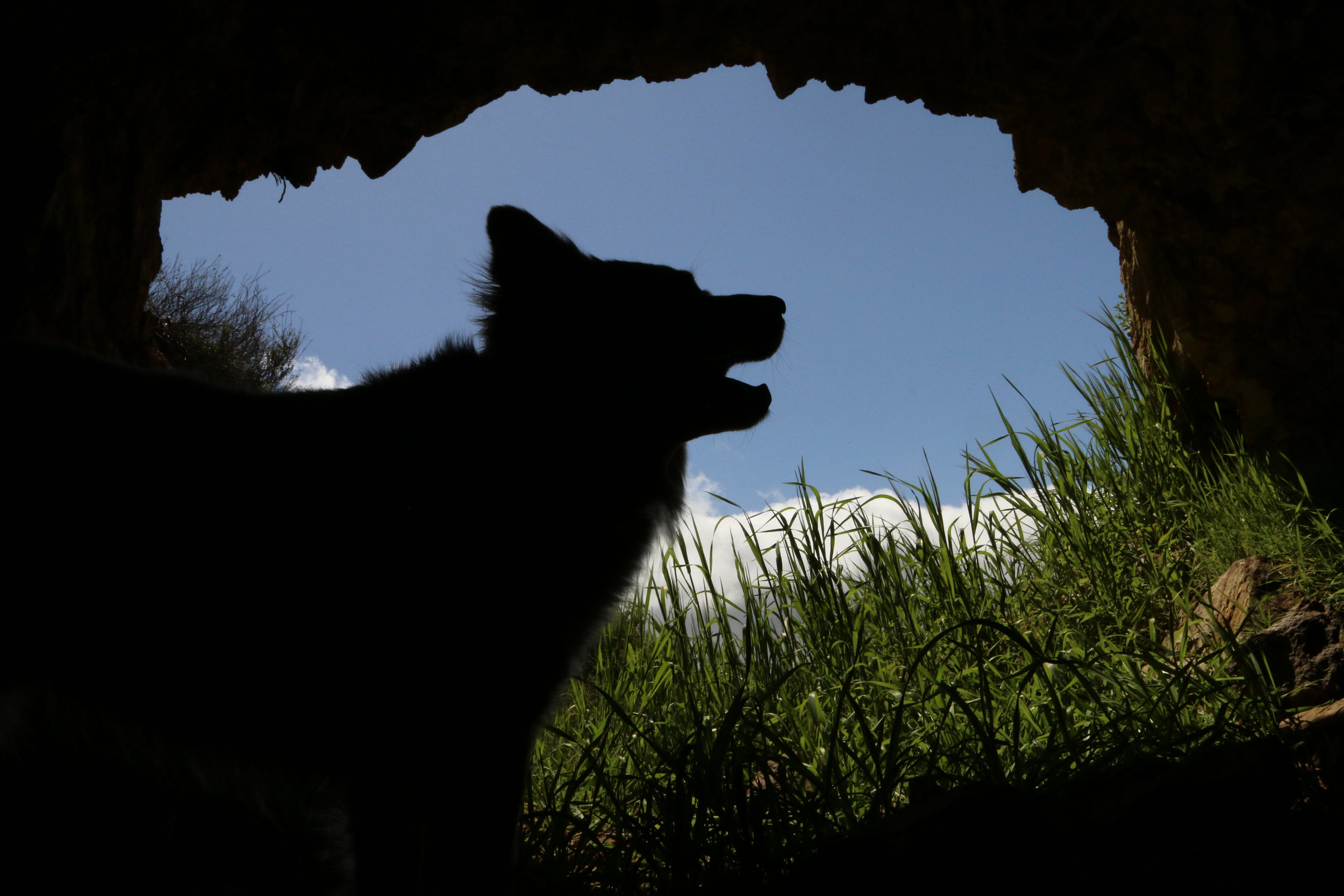 cave wolf.jpg